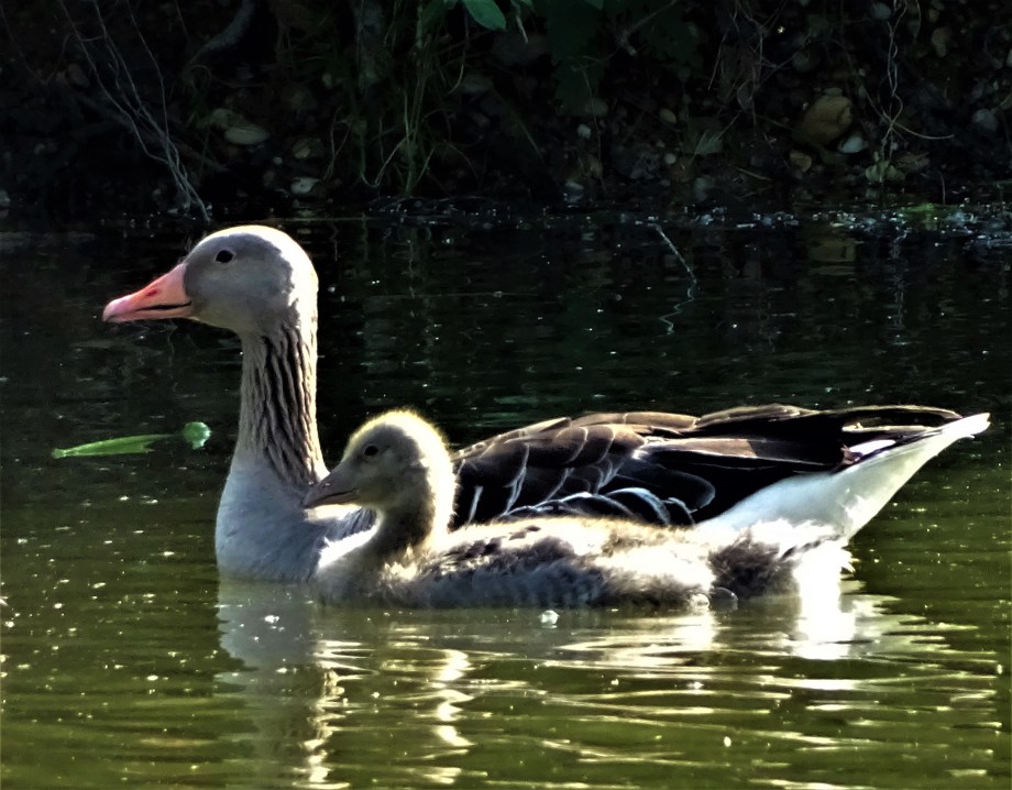 Muttertag_Nadia-Baumgart