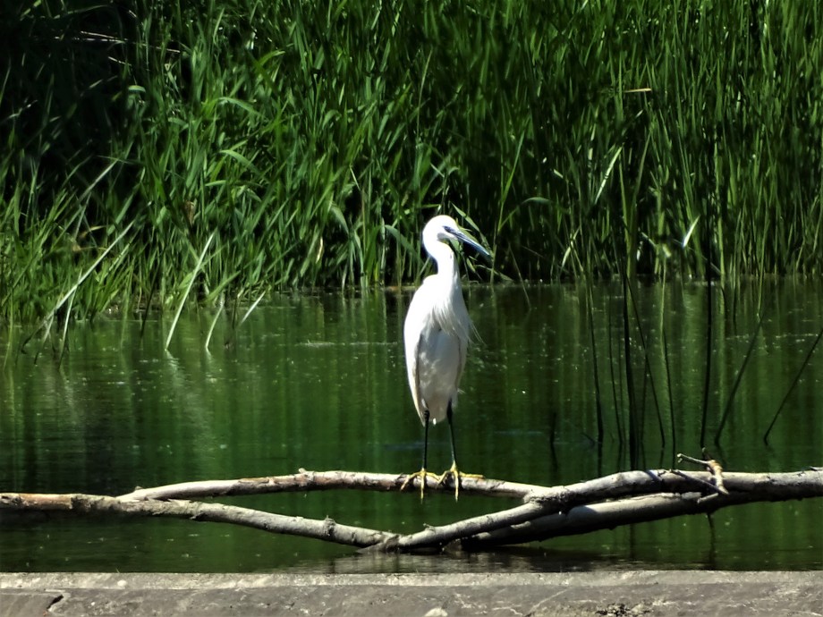 Seidenreiher_in-Bayern_Foto-Nadia-Baumgart