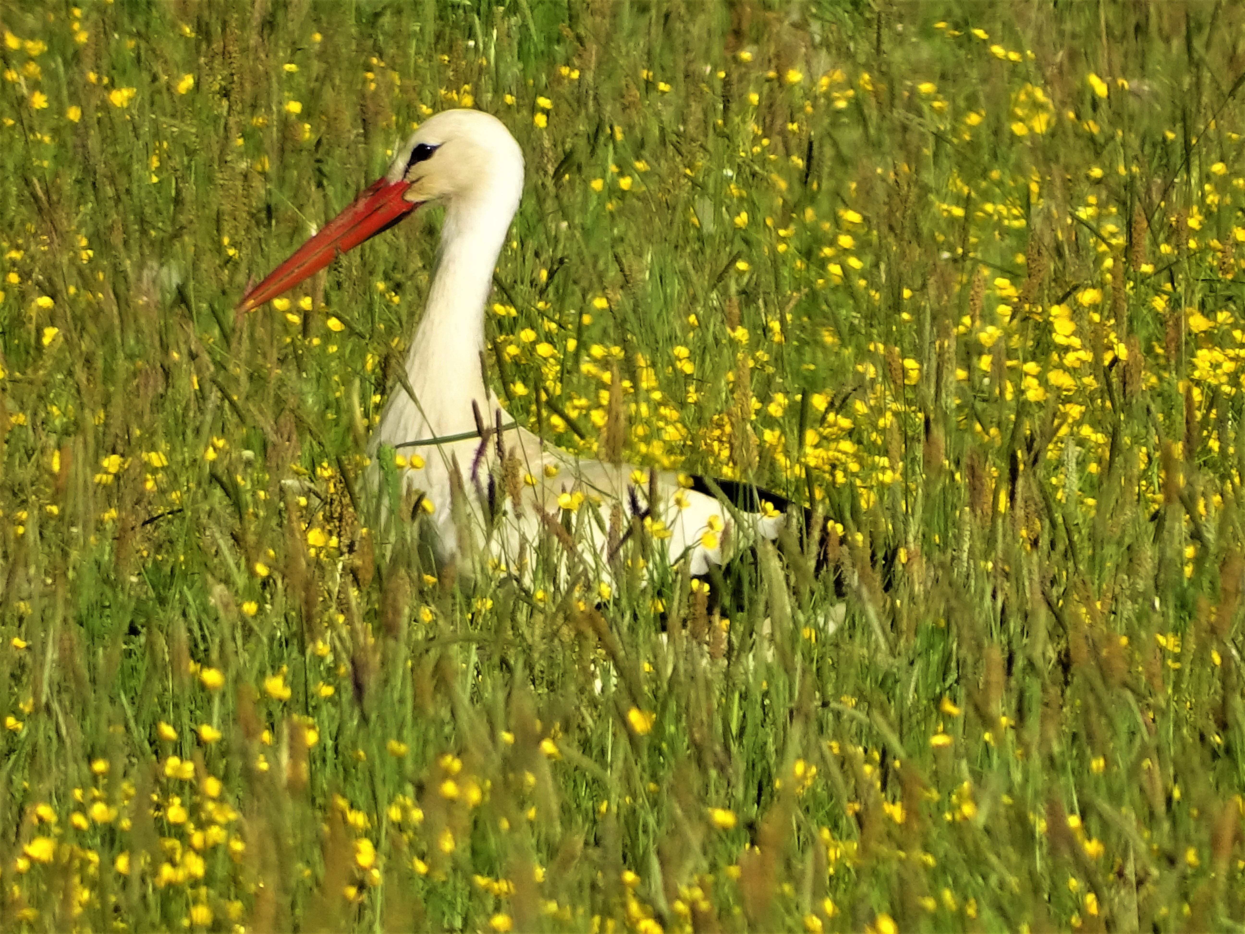 Storch-Bad-Birnbach-Nadia-Baumgart