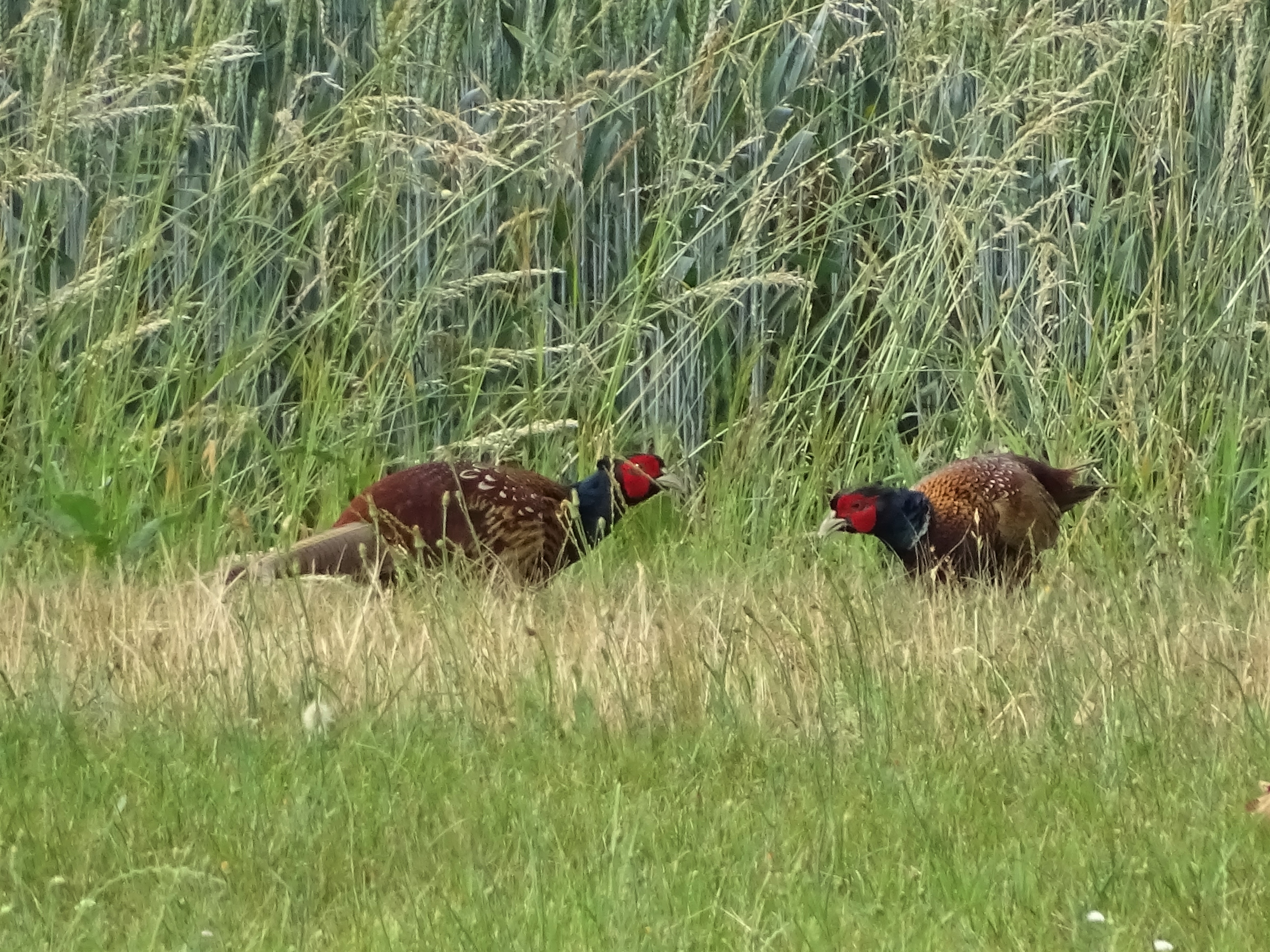 2-Fasane-Bad-Birnbach-Nadia-Baumgart