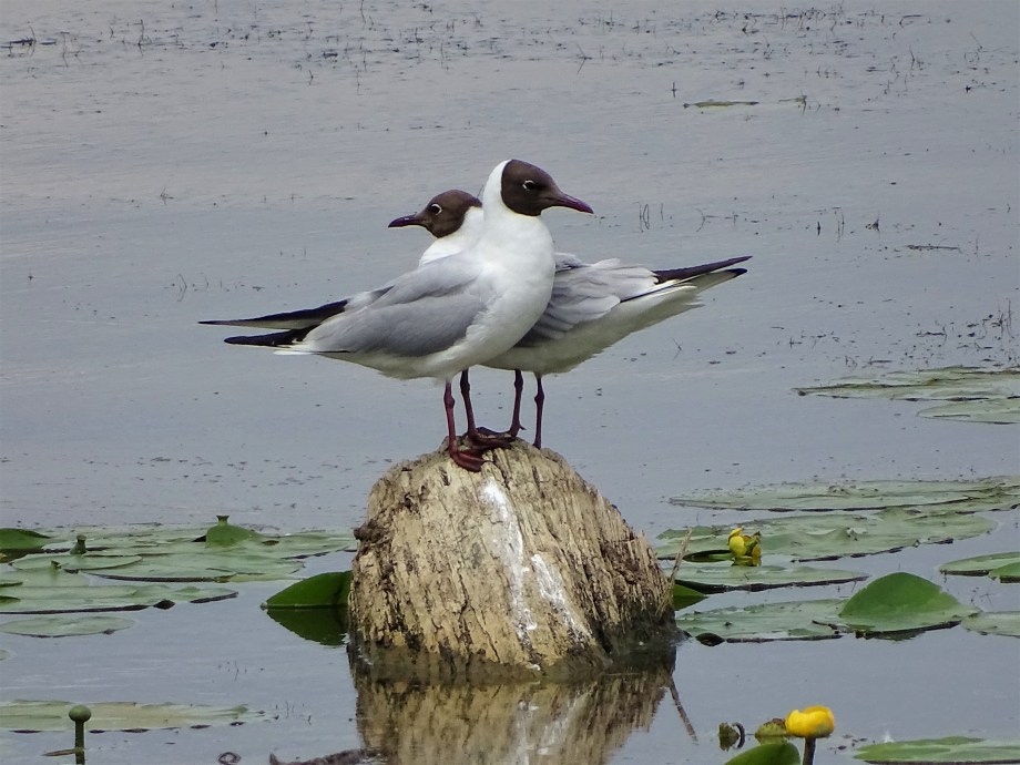 2-Lachmoewen-Chiemsee_Nadia-Baumgart