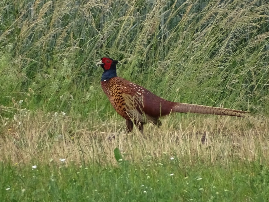 3-Fasane-Bad-Birnbach-Baumgart