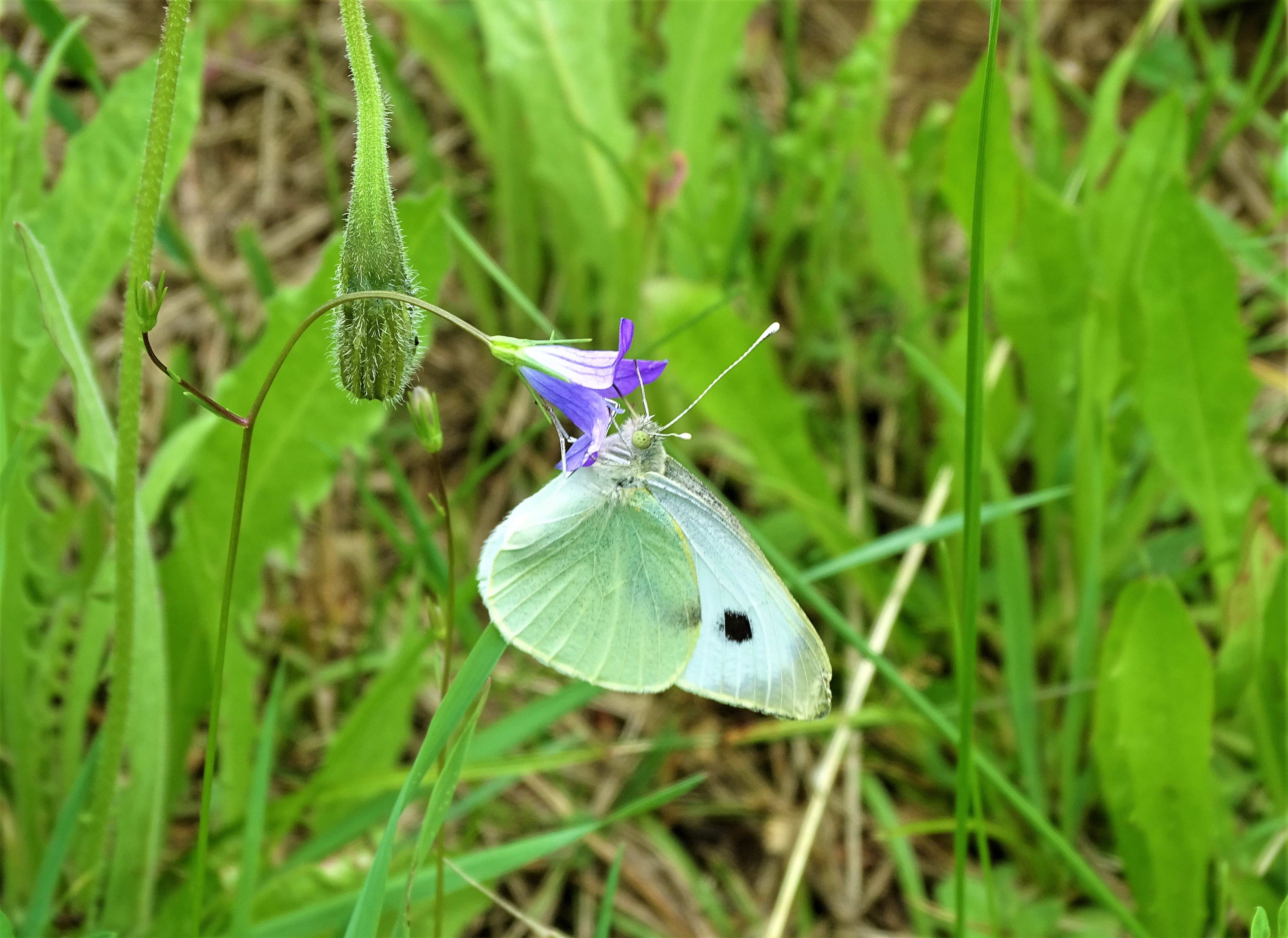 7-Glockenblume-Schmetterling-Nadia-Baumgart