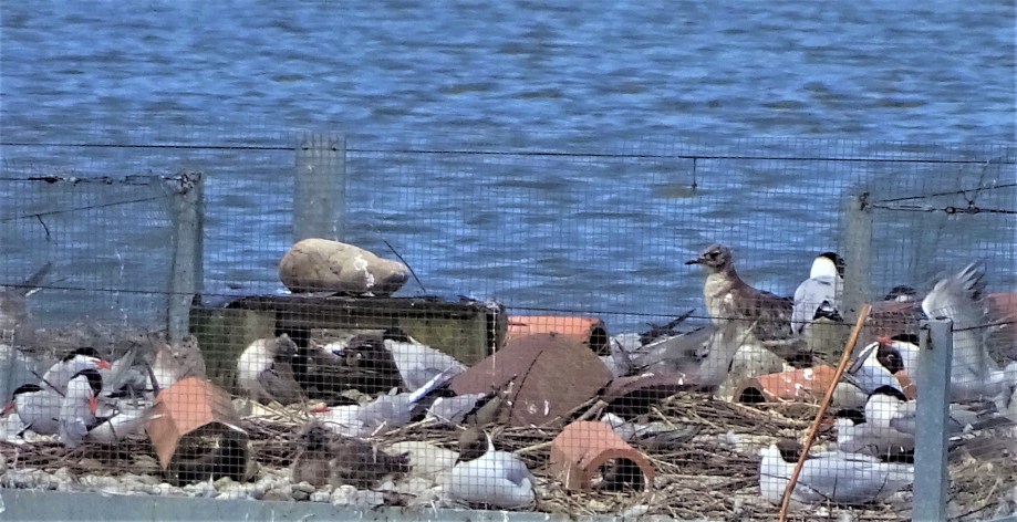 1-Flussseschwalbenfloß-rottauenseee-nadia-baumgart