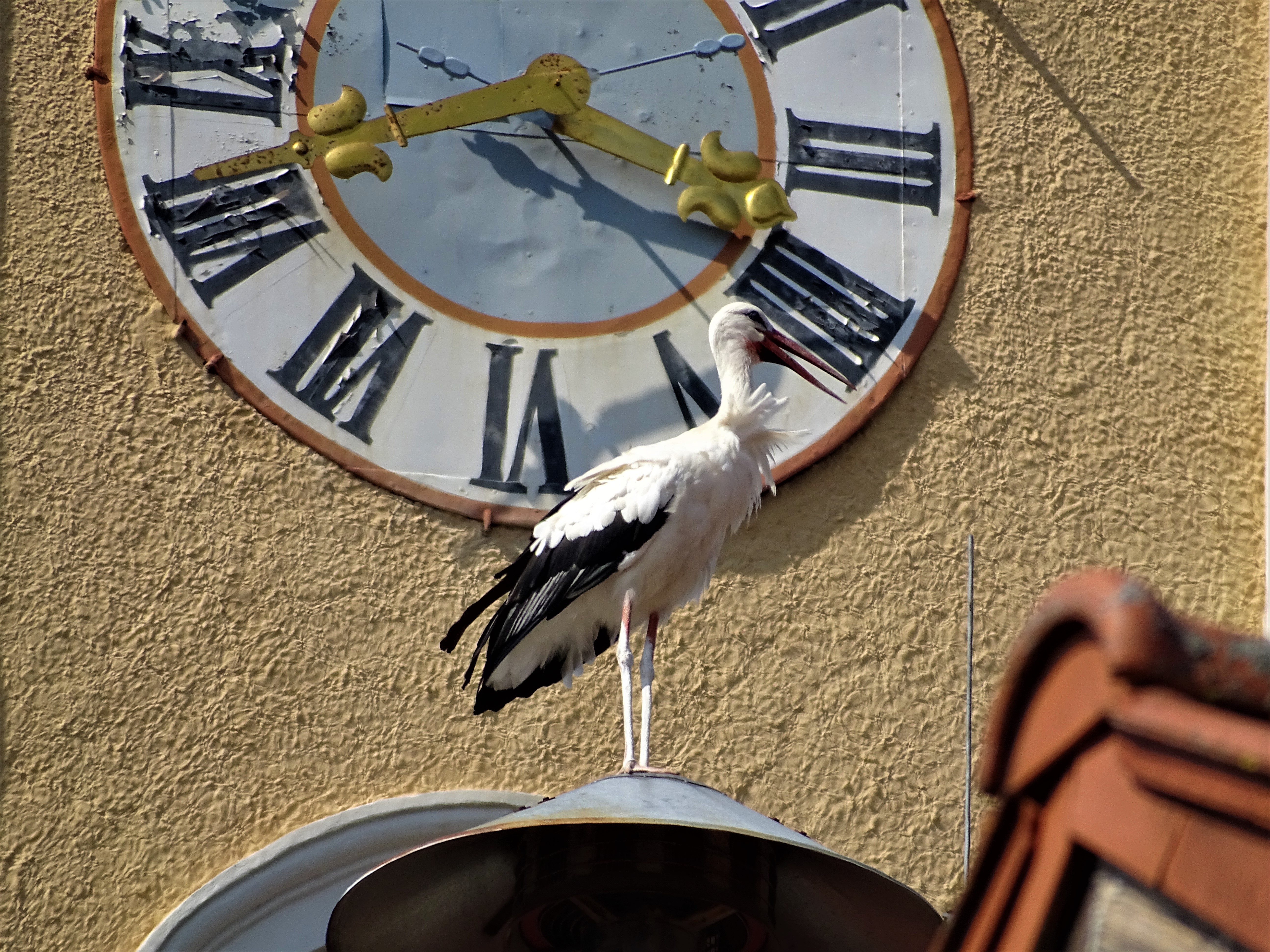 Viertel-vor-vier-in-Bad-Birnbach