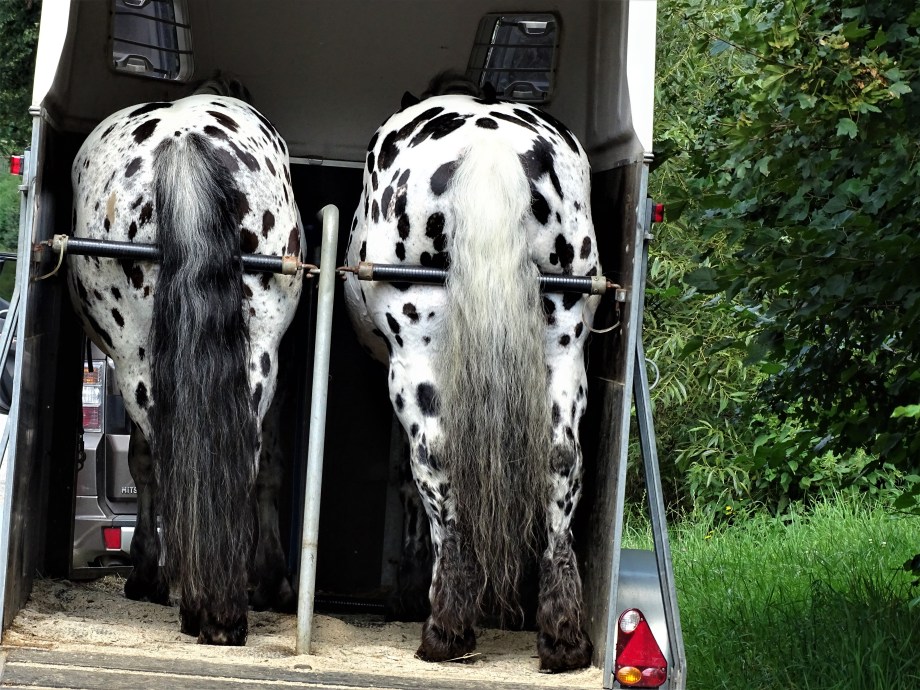 7-Kaltblueter-Regen-Bayerischer-Wald