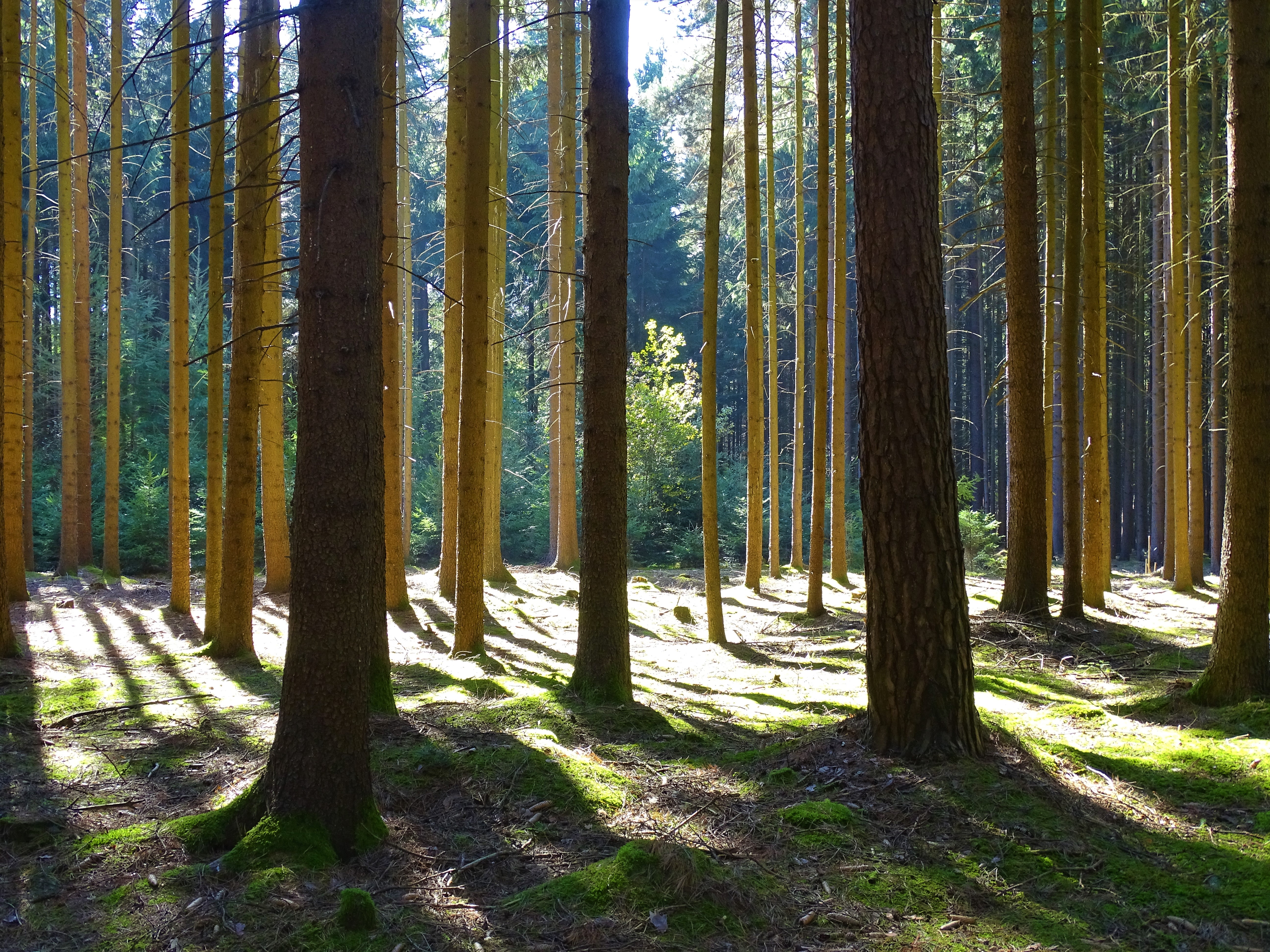 2-Lugenzwald-Rottal-Nadia-Baumgart