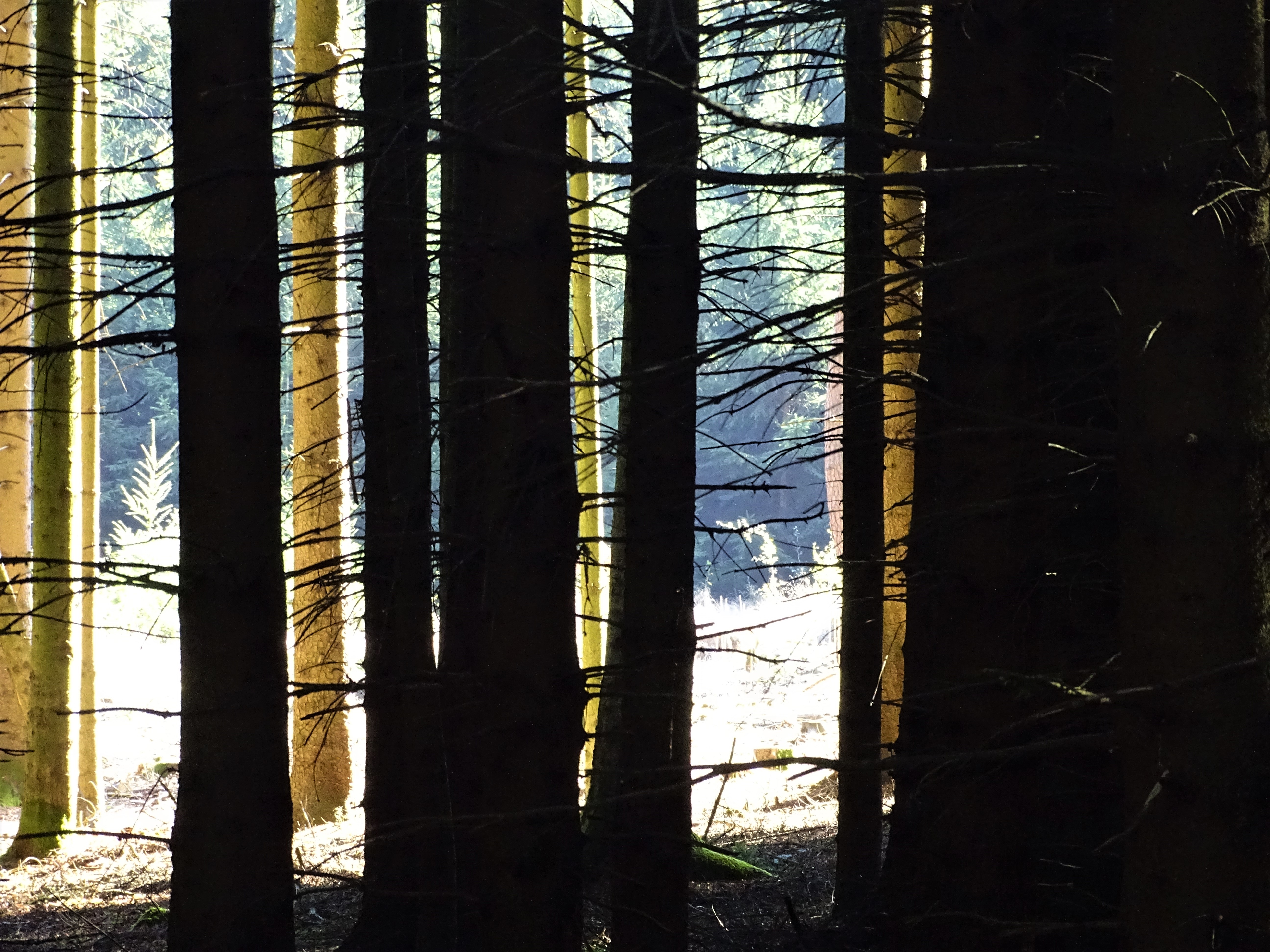 3b-Lugenzwald-Foto-Nadia-Baumgart