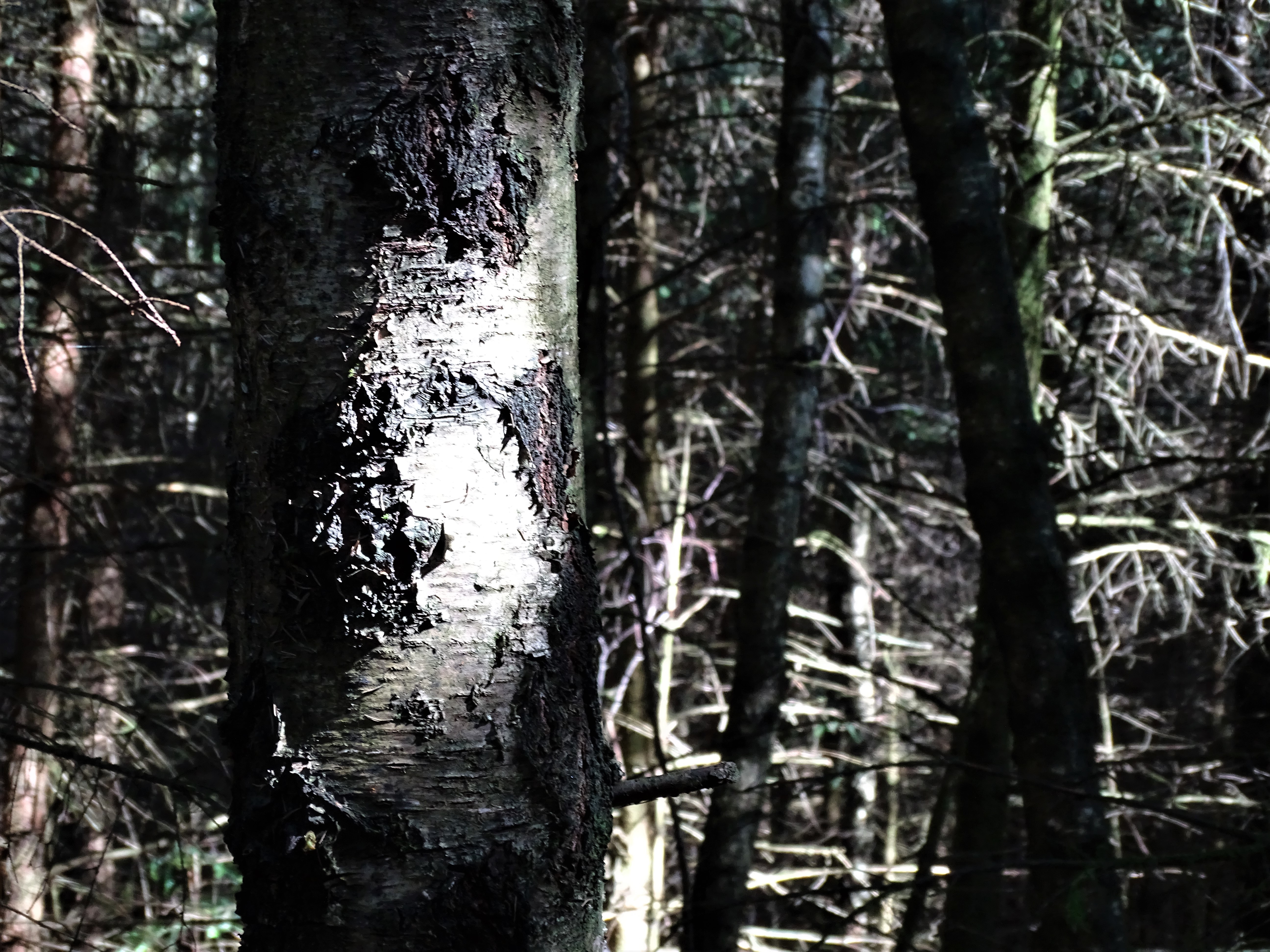 4-Wald-Foto-Nadia-Baumgart