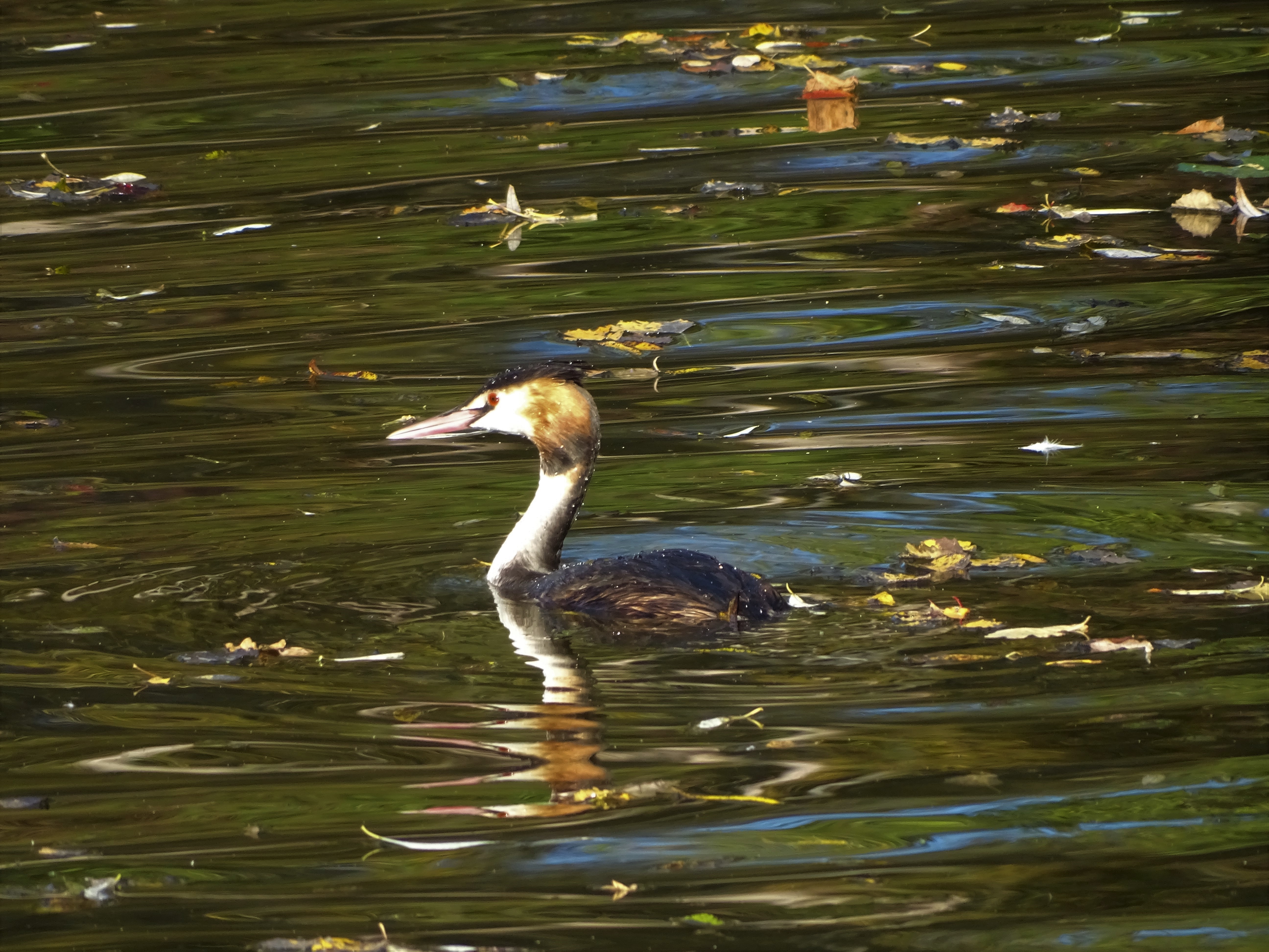 1-Haubentaucher_Rottauensee_Nadia_baumgart
