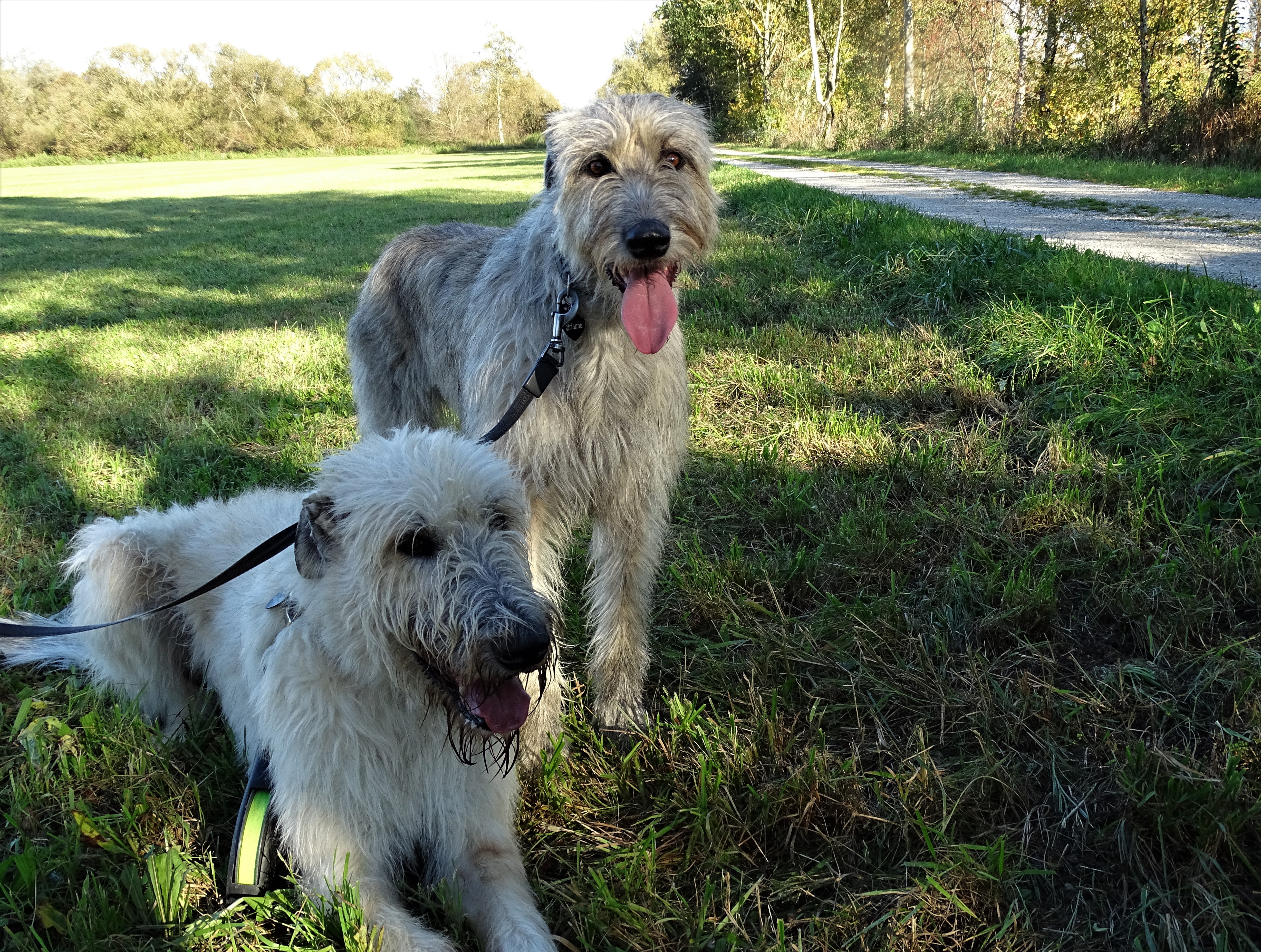 2-Irische_Wolfshunde_nadia_Baumgart