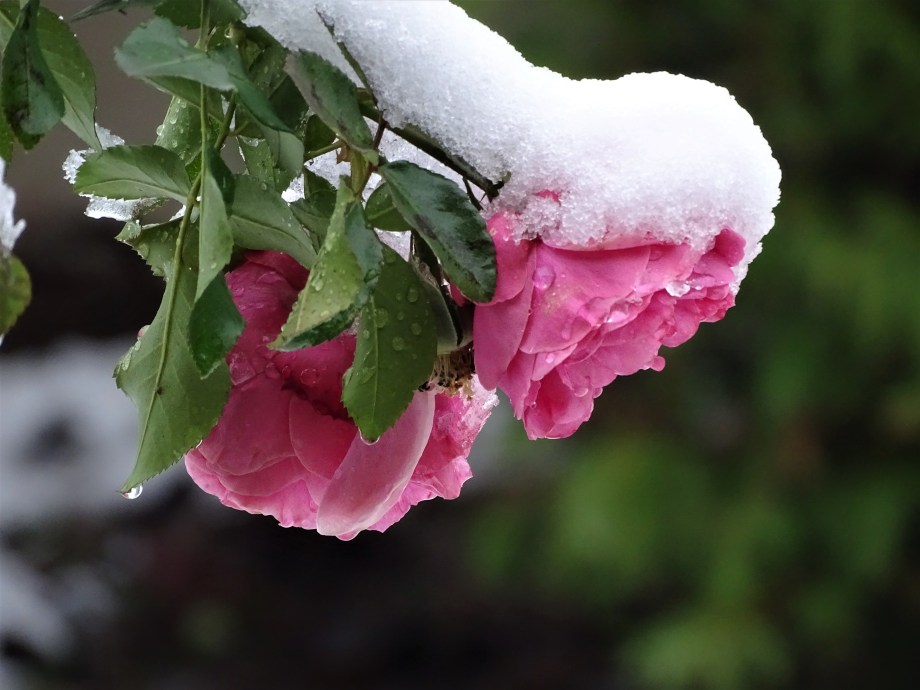 1-erster-schnee-in-bad-birnbach