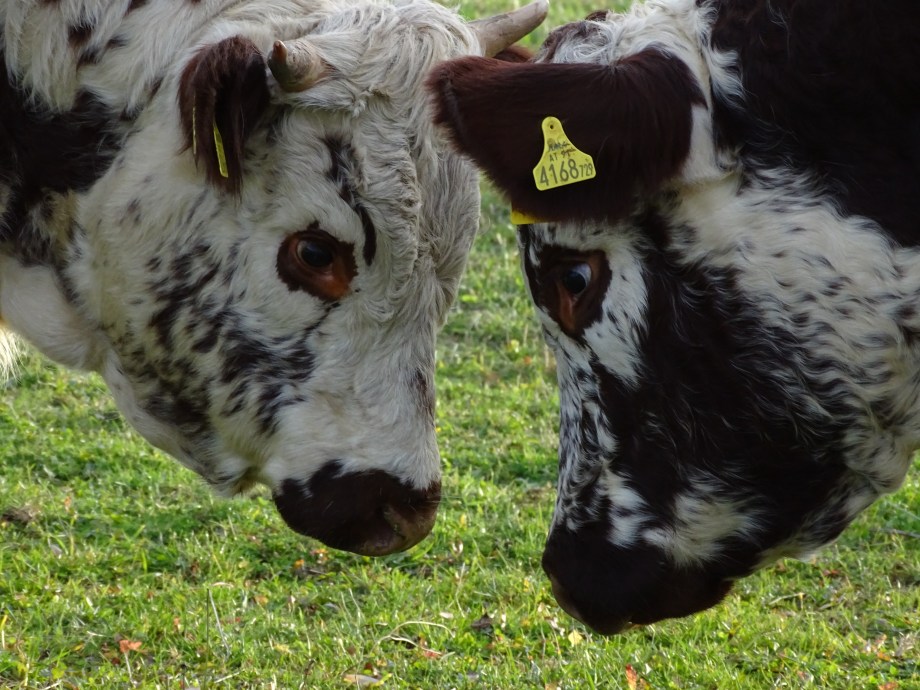 5-pinzgauer-kaelber-bad-birnbach-nadia-baumgart