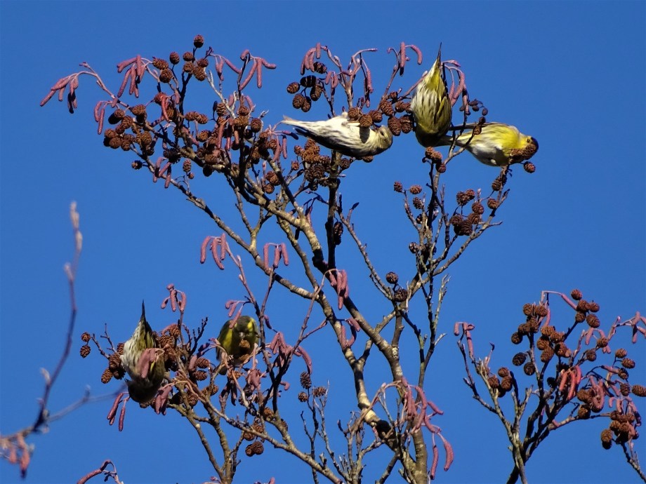 2-Erlenzeisige_Simssee_Nadia_Baumgart