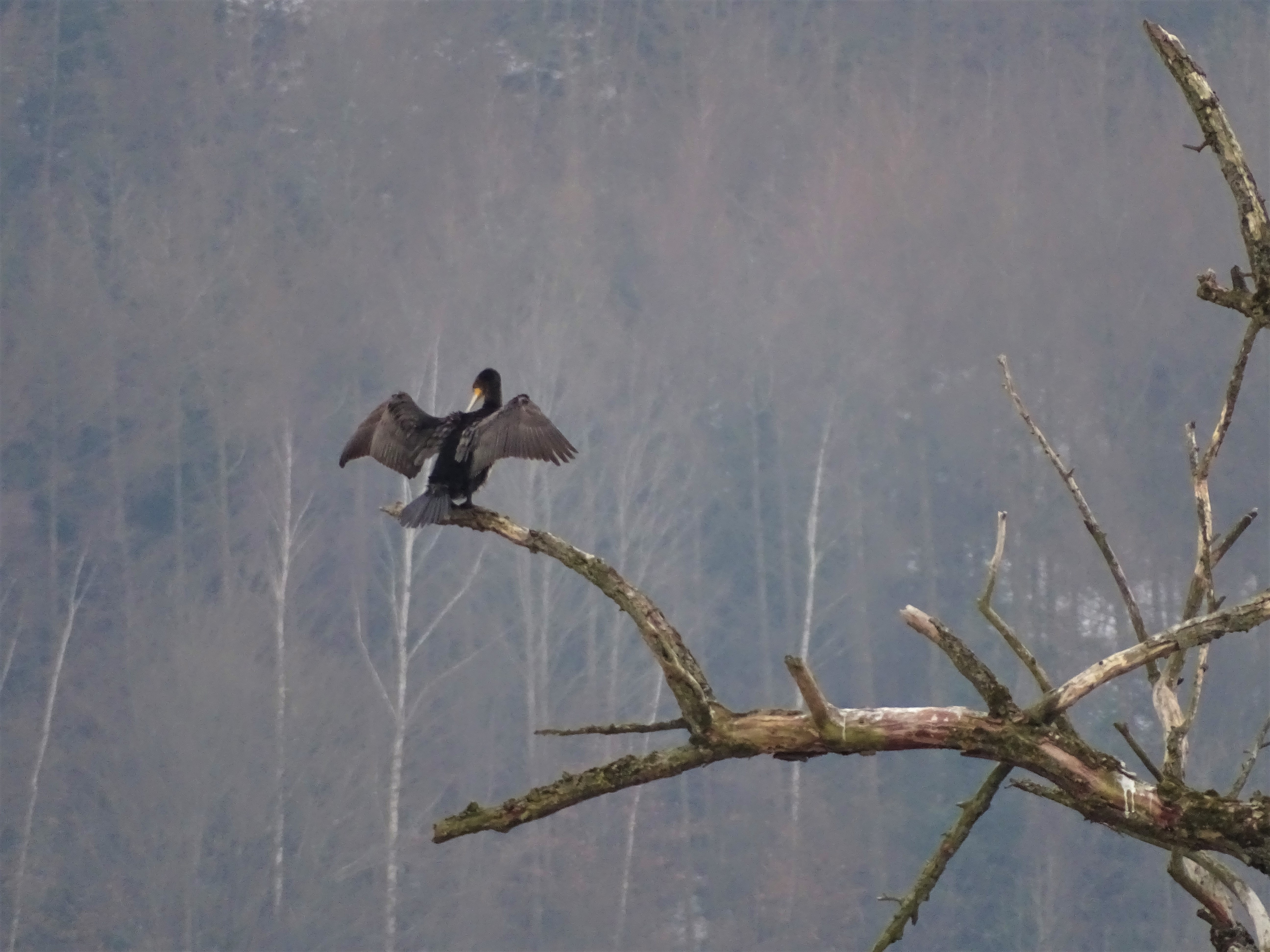 1-kormoran am inn-nadia-baumgart