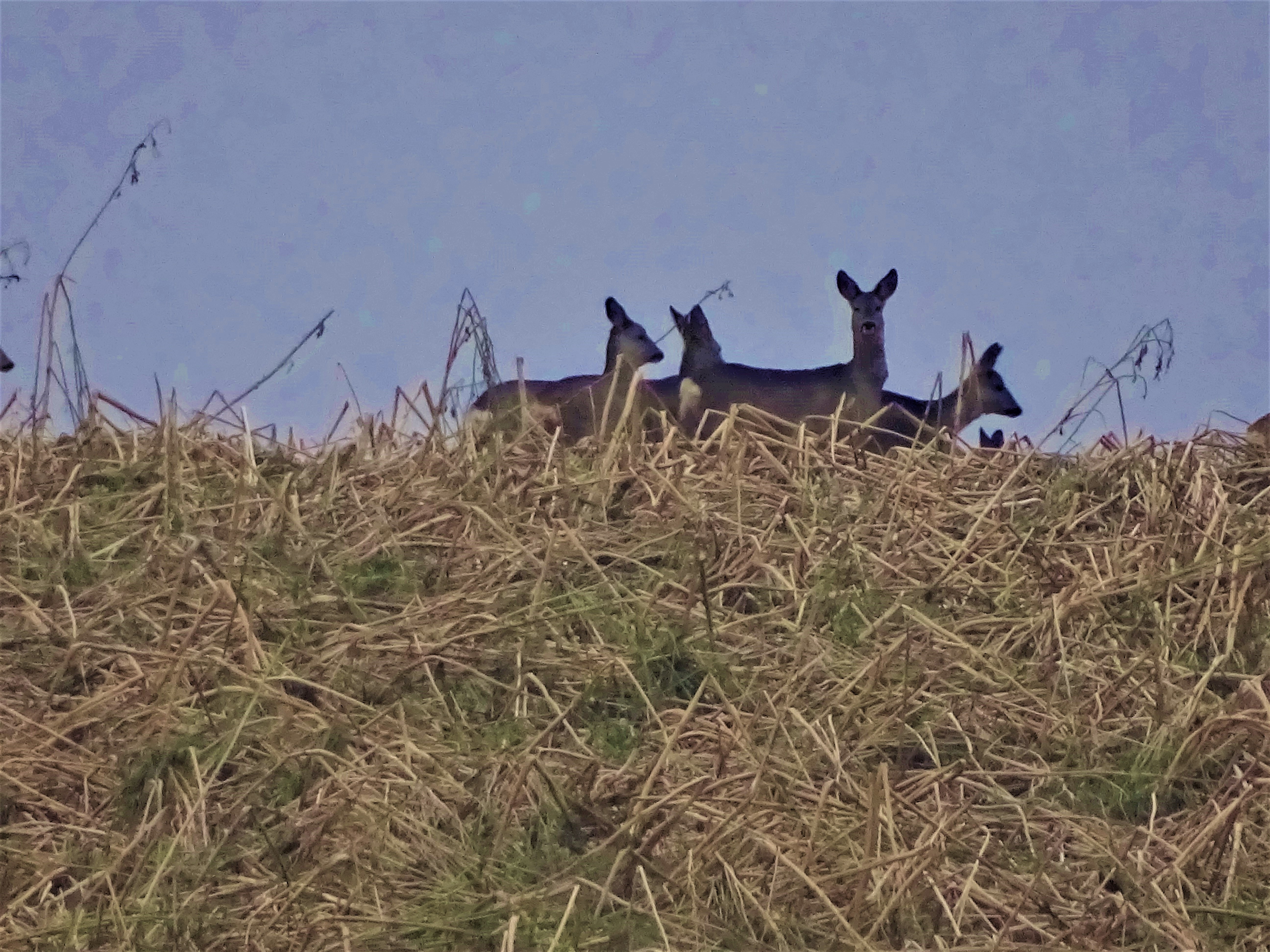 1-rehe_rottal_nadia_baumgart