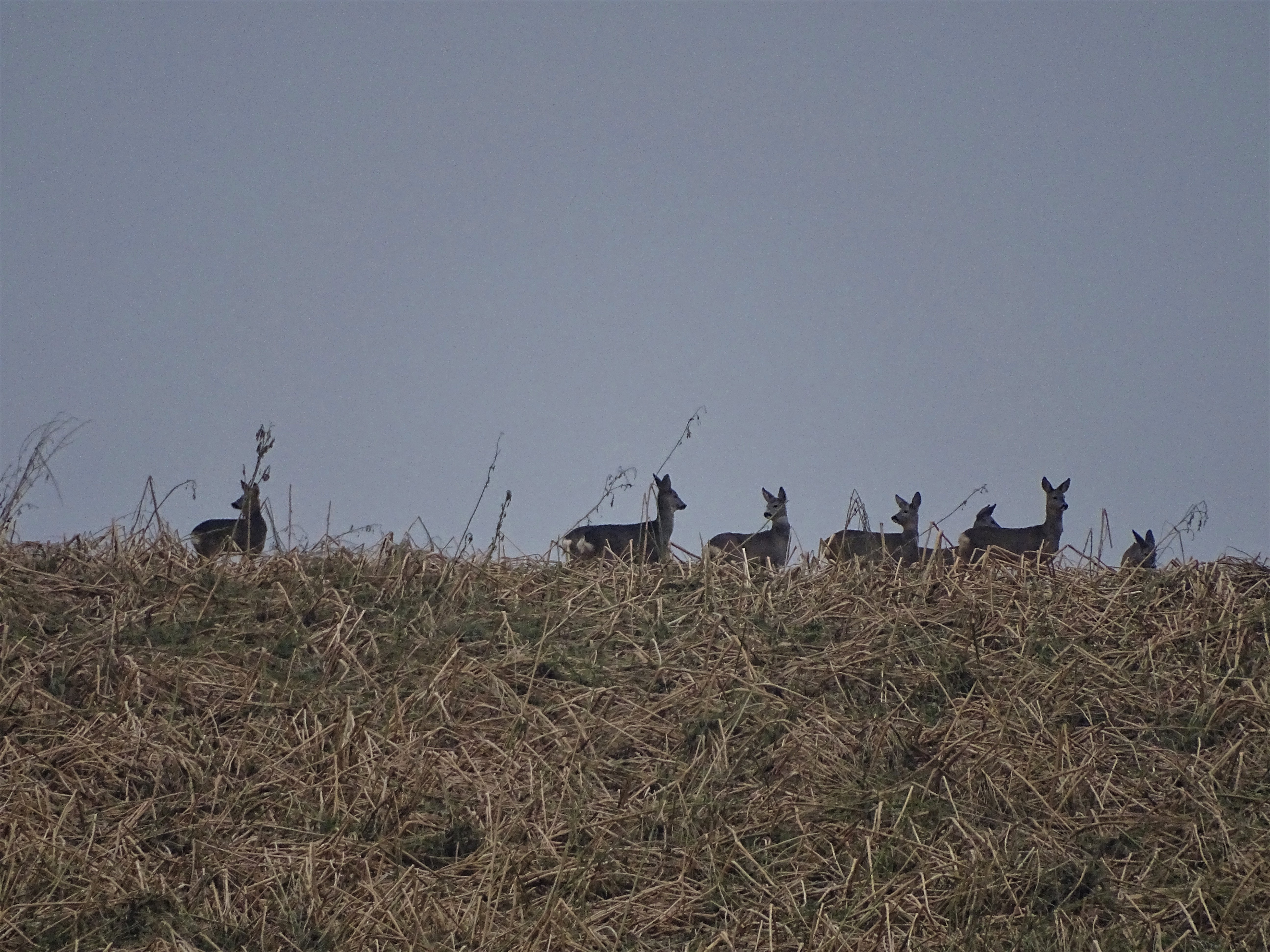 2-rehe_rottal_niederbayern