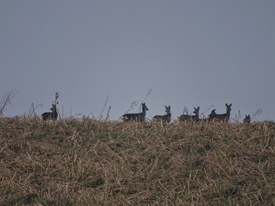 2-rehe_rottal_niederbayern