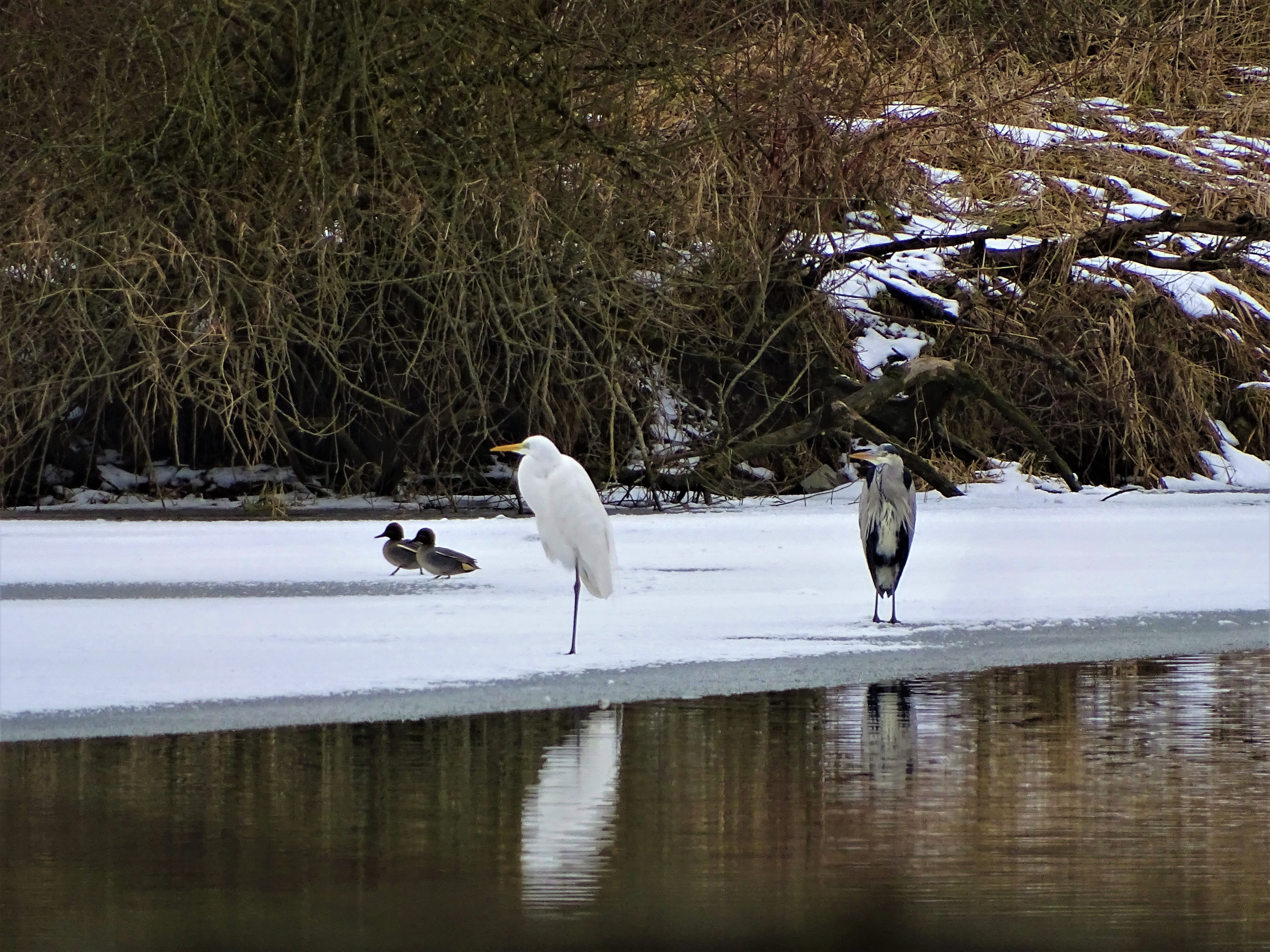 3_reiher_bad_birnbach_nadia_baumgart