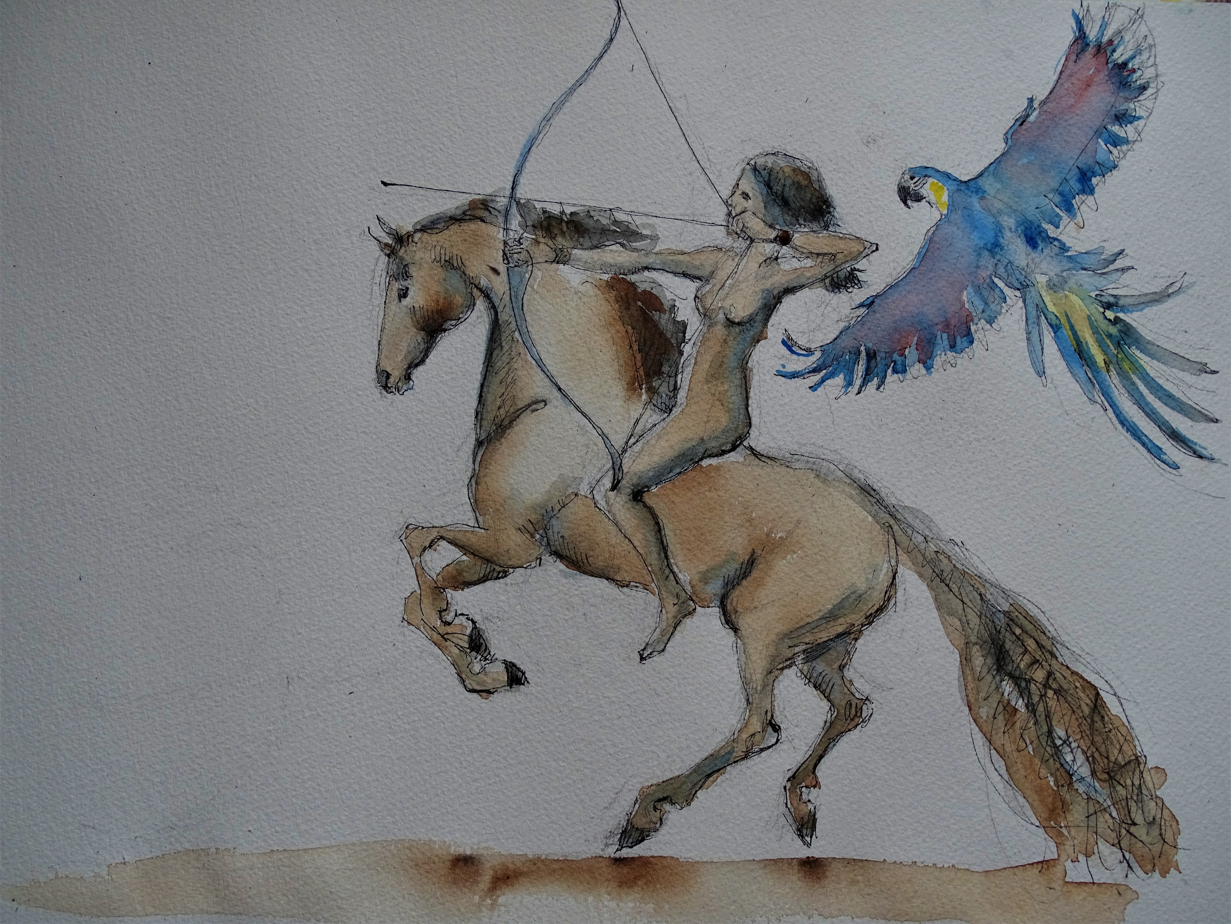 amazone_illustration_nadia_baumgart