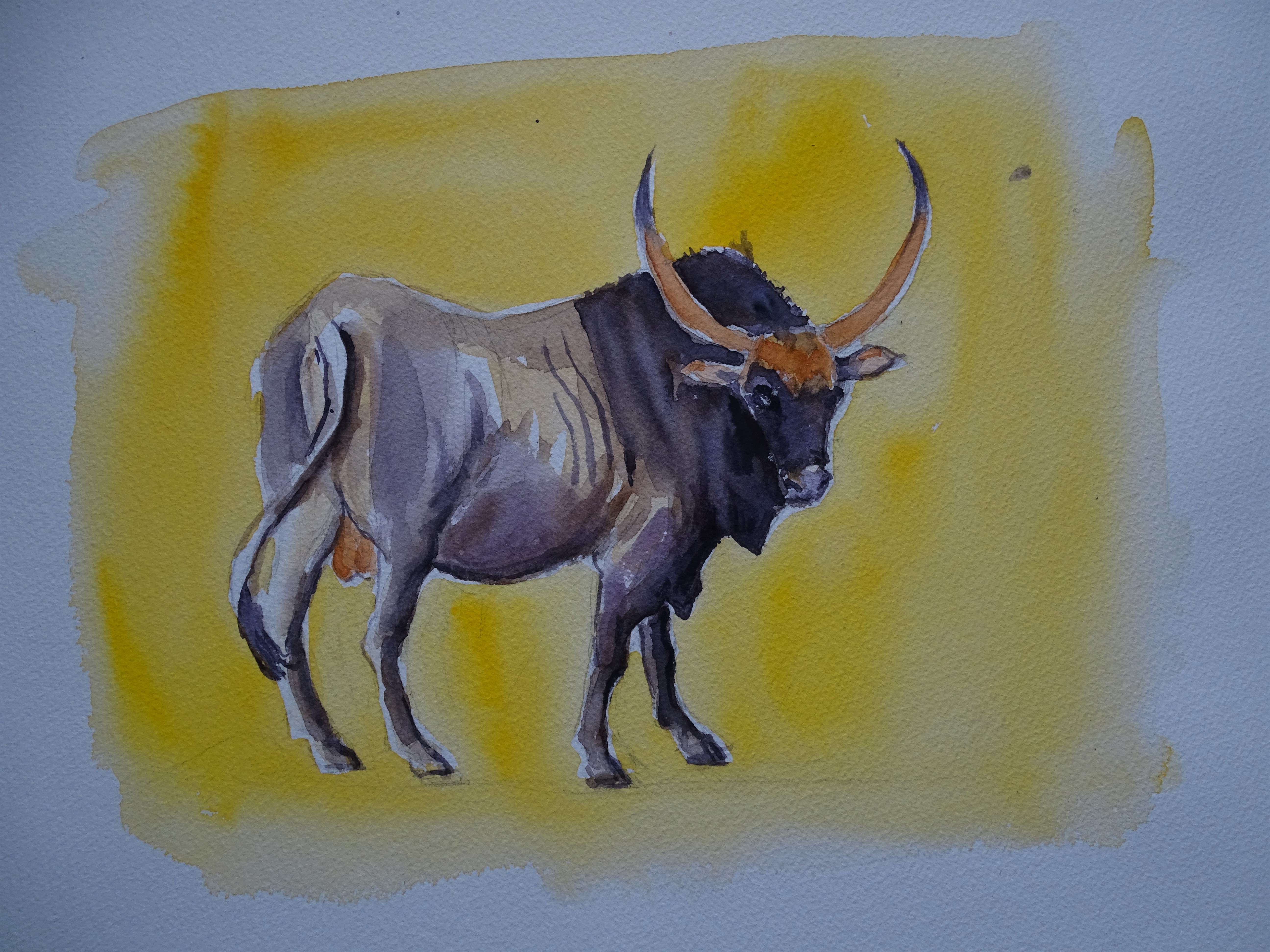 maremma-rind_aquarell_nadia_baumgart