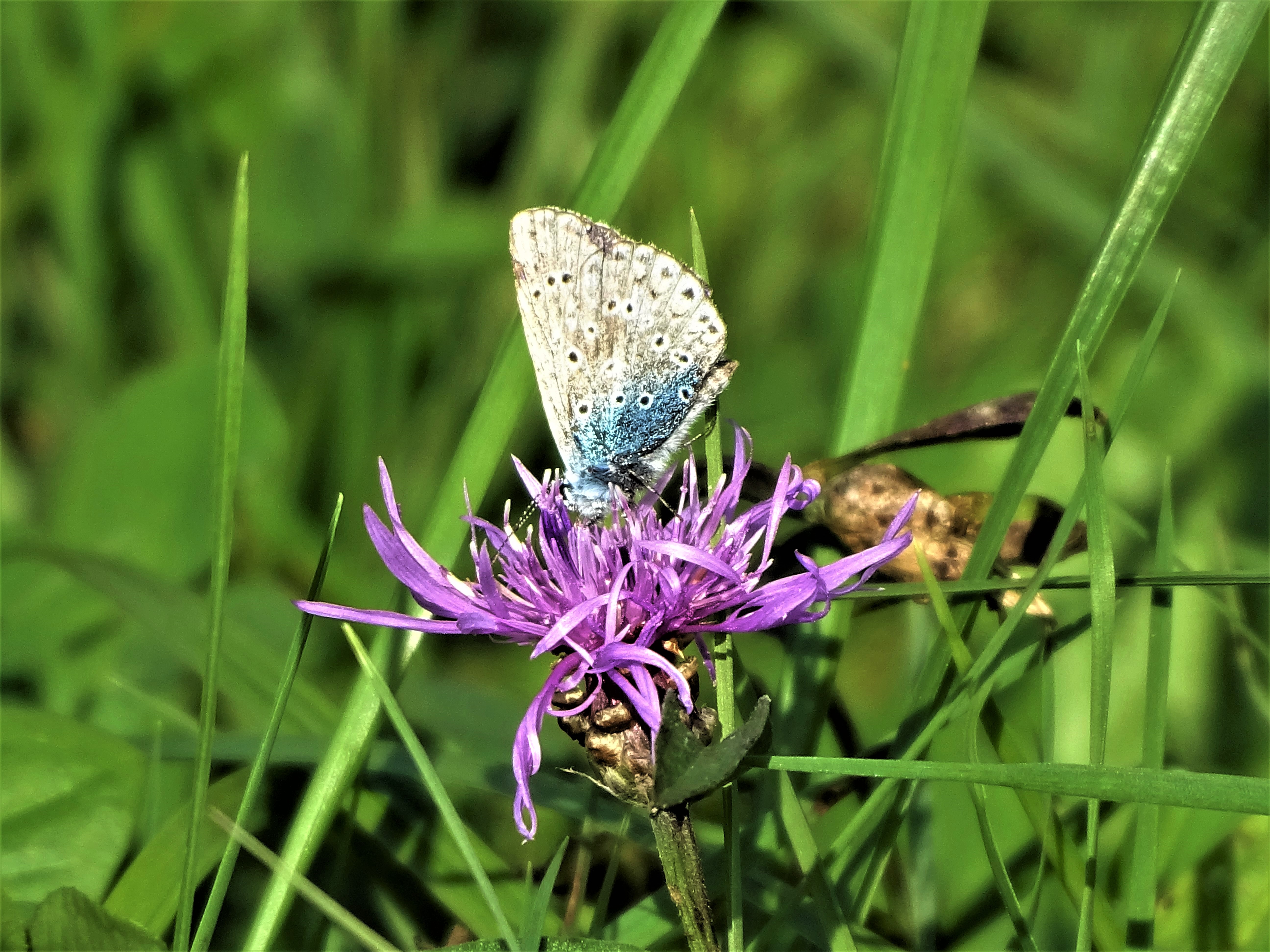 1-blaeuling-nadia-baumgart