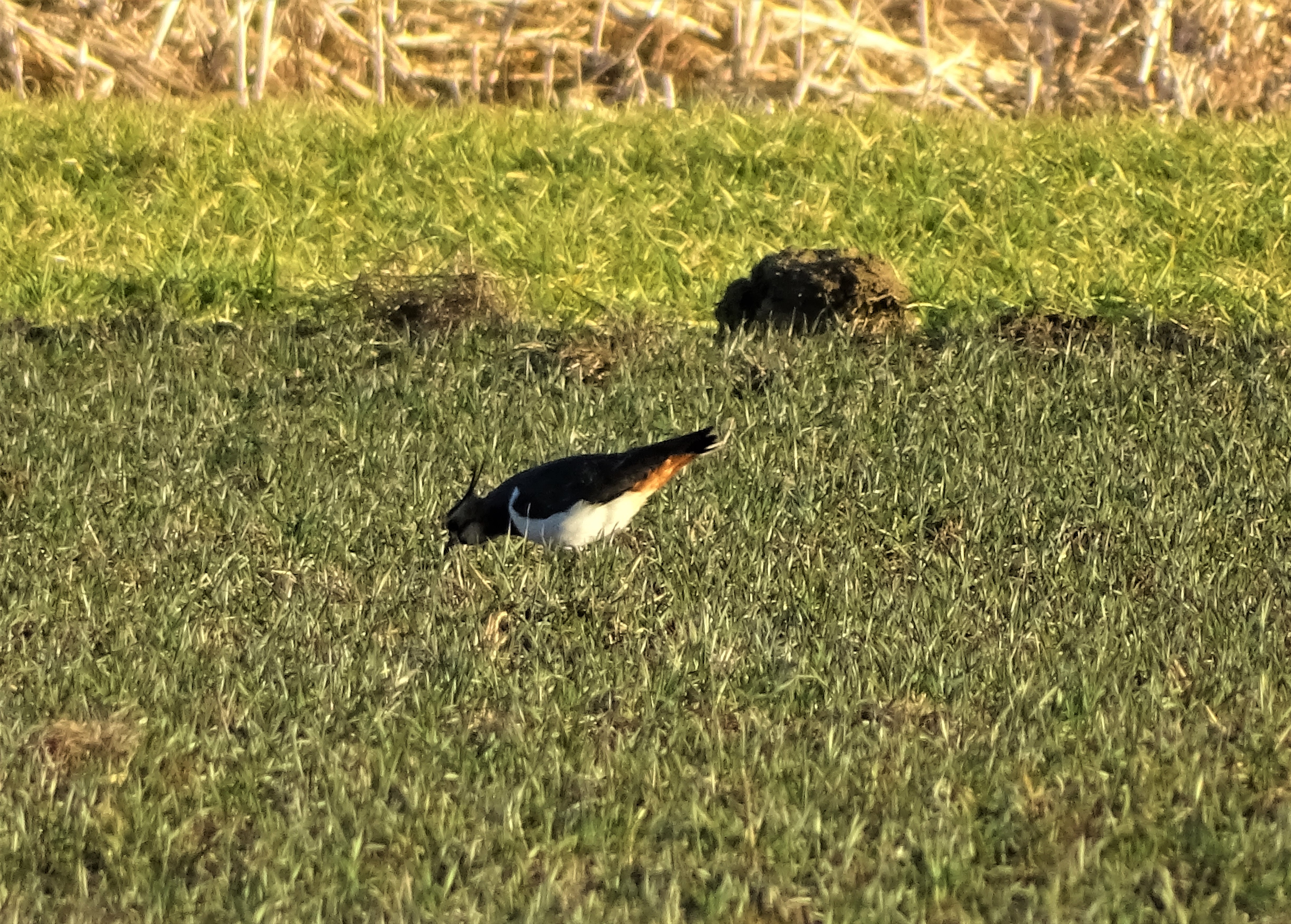 1-kiebitz-nadia-baumgart