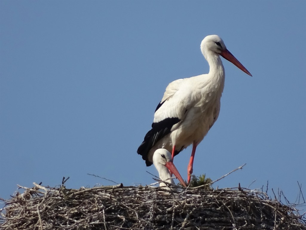 Fotos von Tieren im Rottal