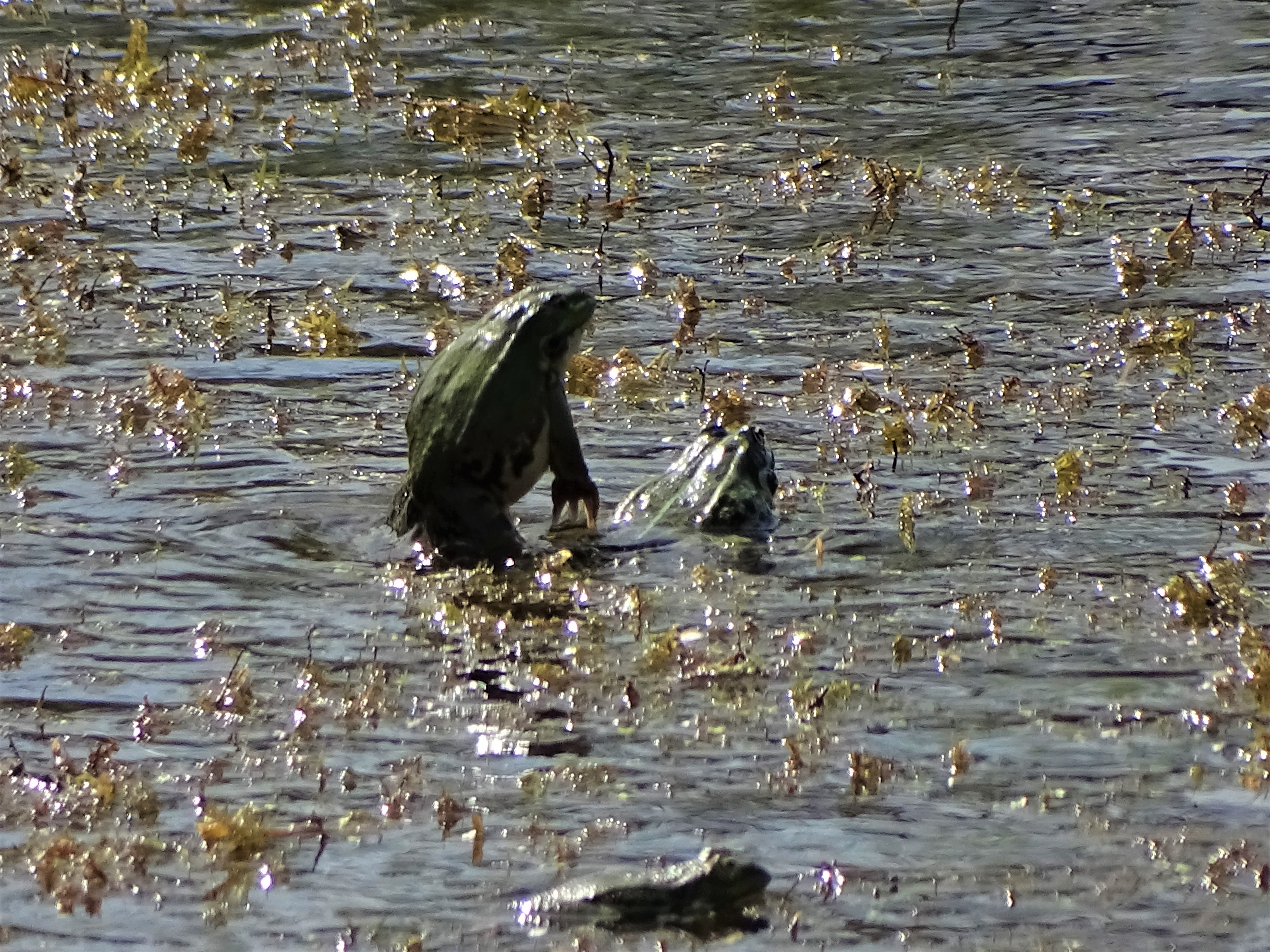 Natur und Tiere im Rottal in Niederbayern