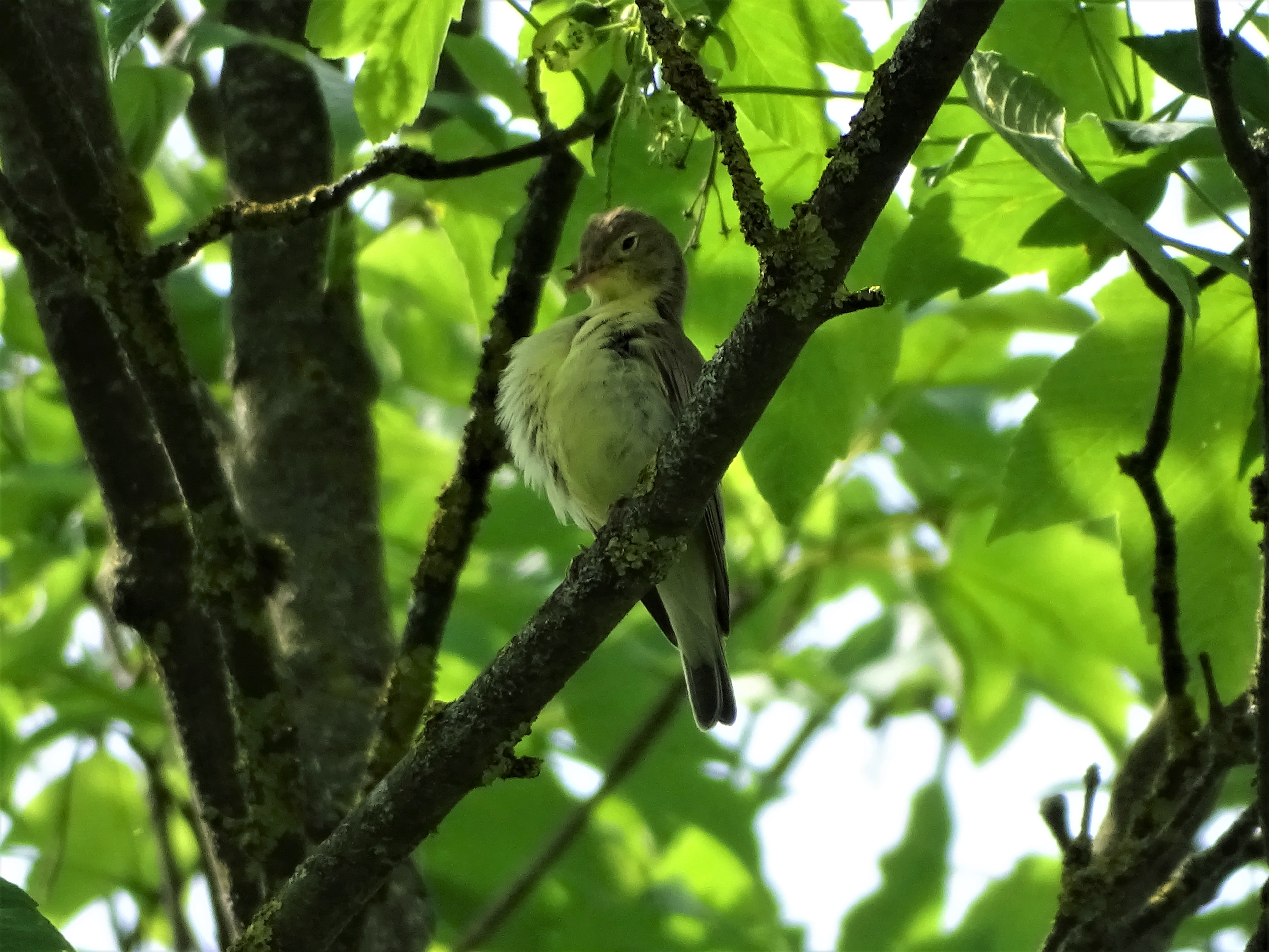 Natur rund um Bad Birnbach im Mai 2019