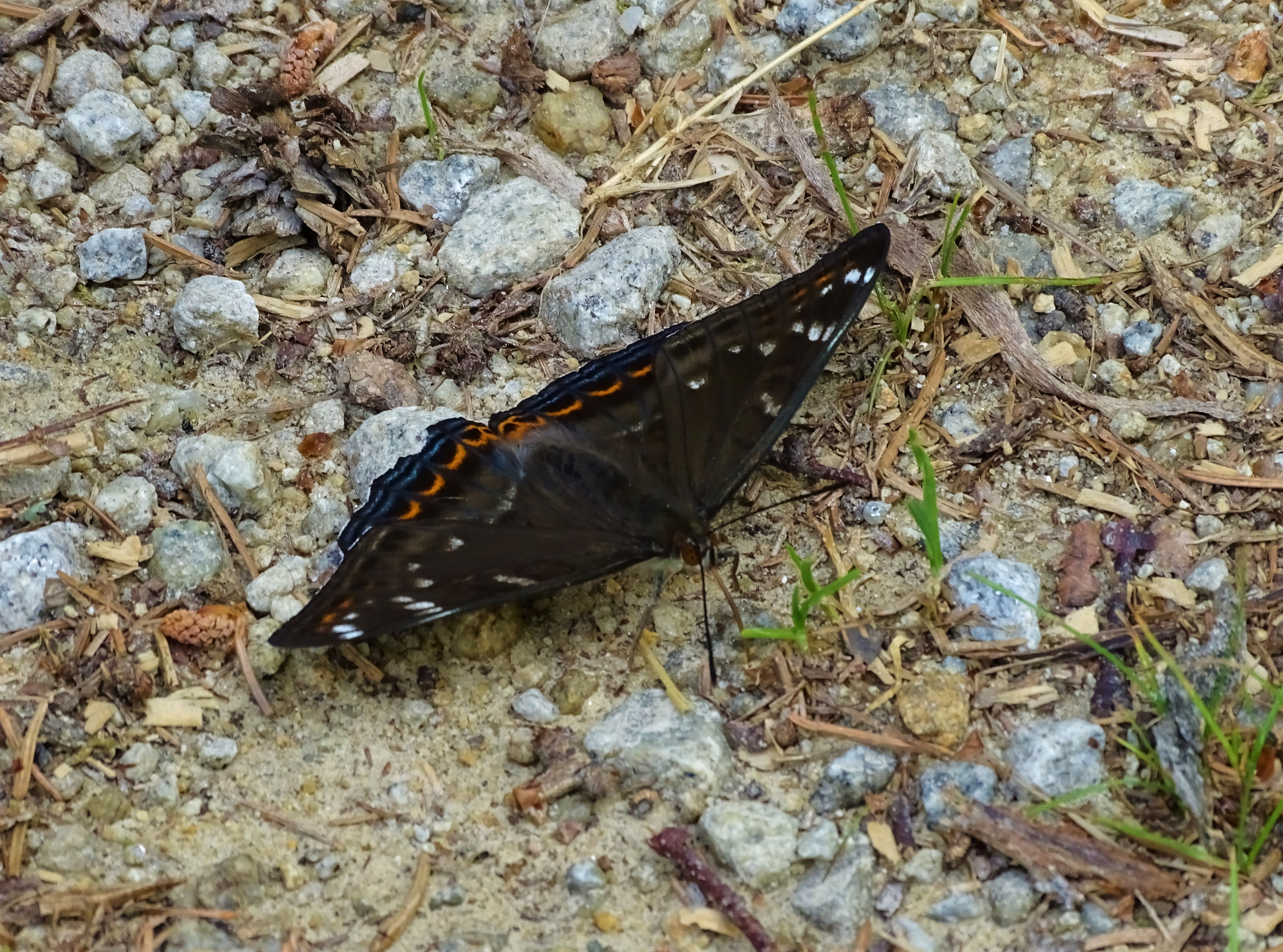 Großer Eisvogel im Bayerischen Wald