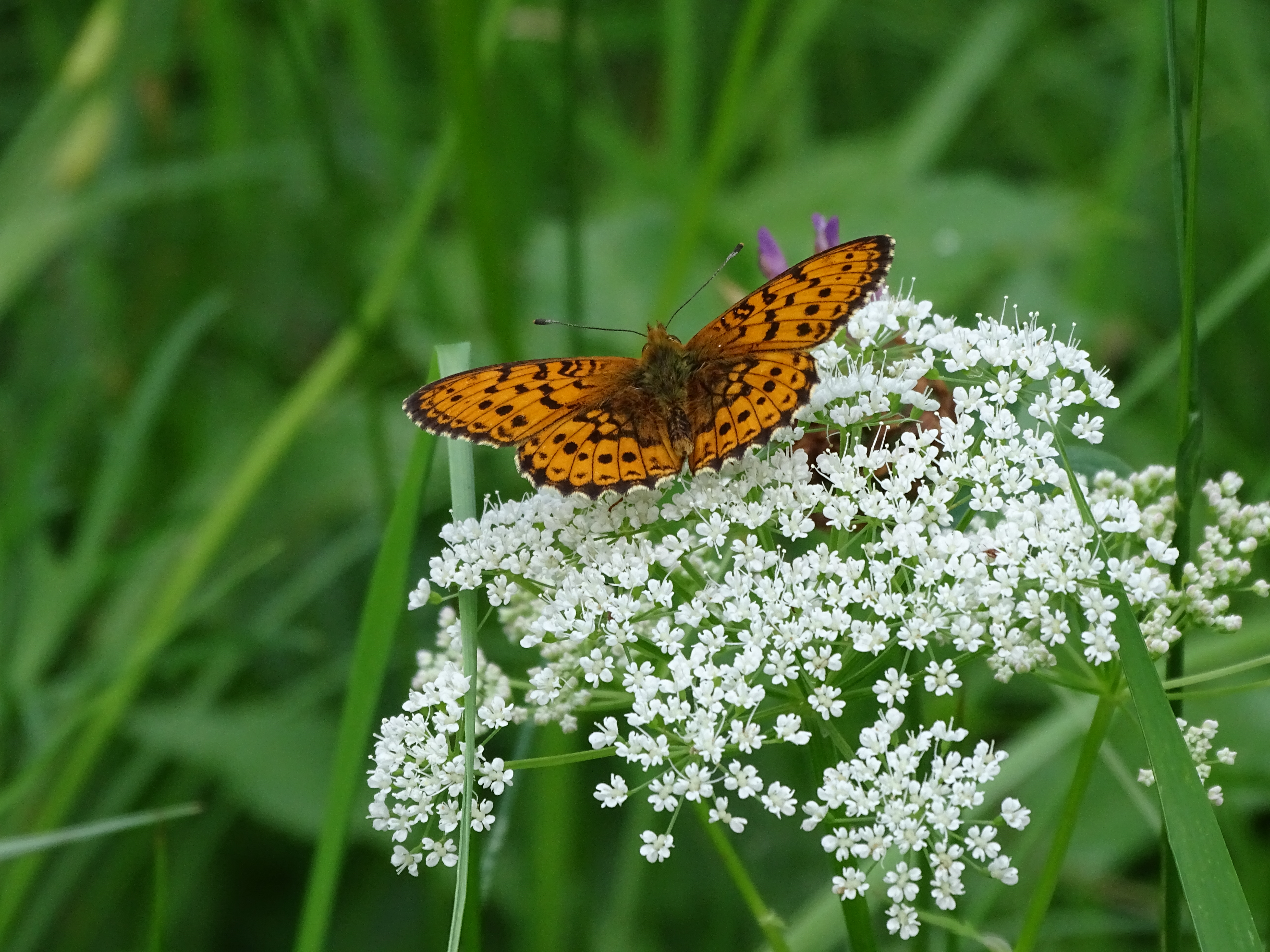 Schmetterling im Bayerischen Wald