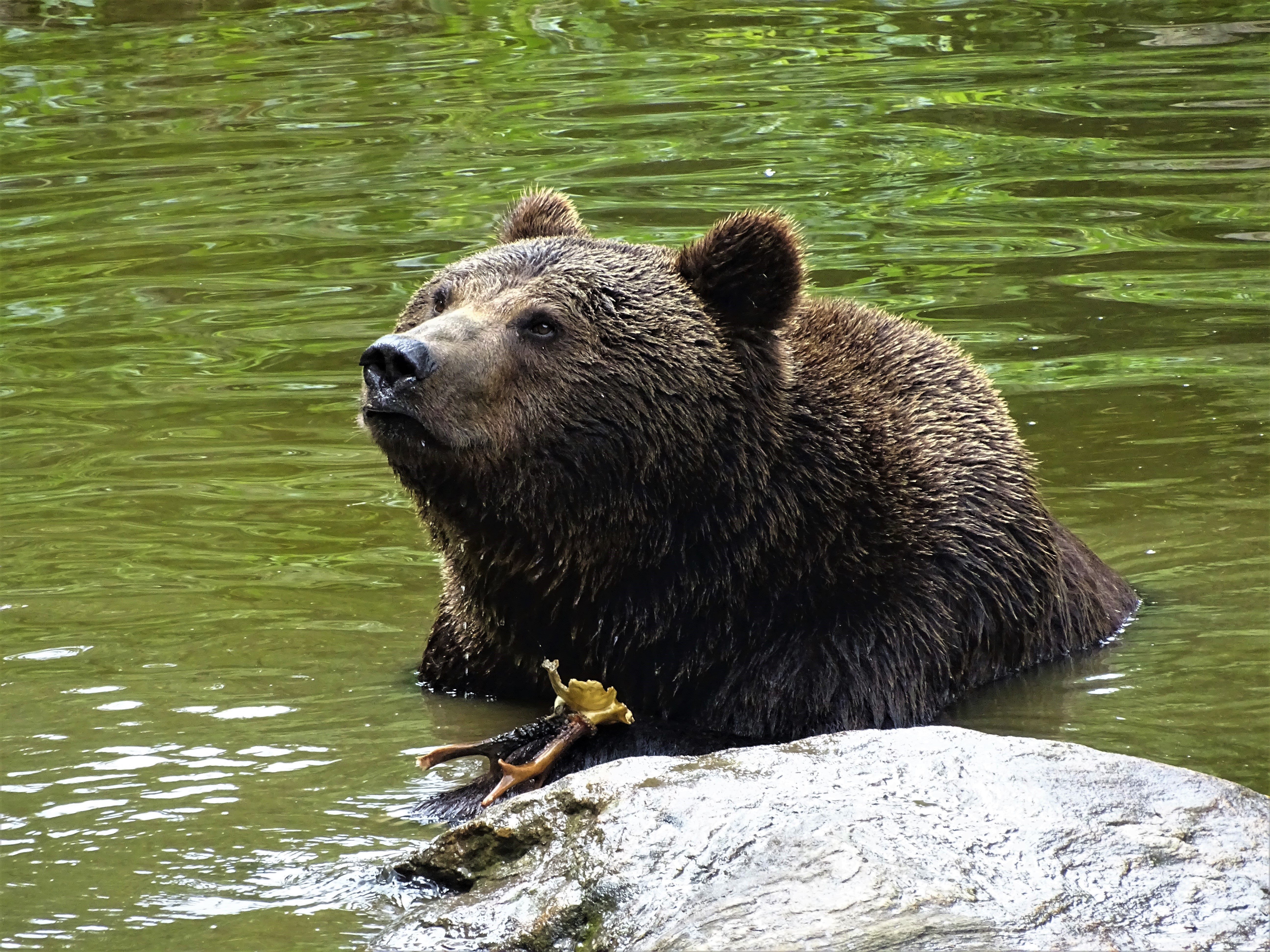 1_Braunbaer_mit_Rehbockgeweih_Tierfreigelaende_Lusen_Nadia_Baumgart