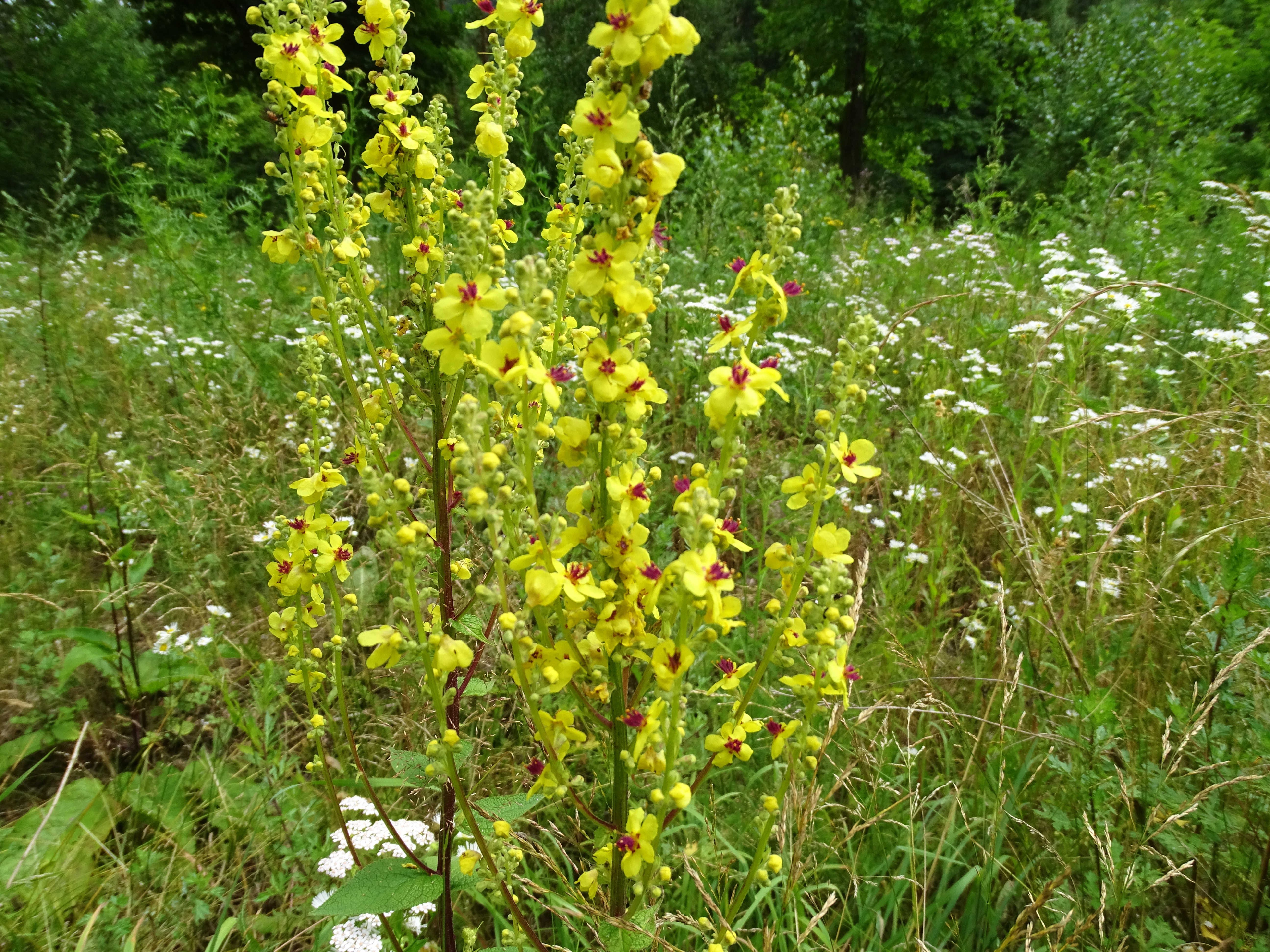 3_Bluehwiese_Sumava_Nadia_Baumgart