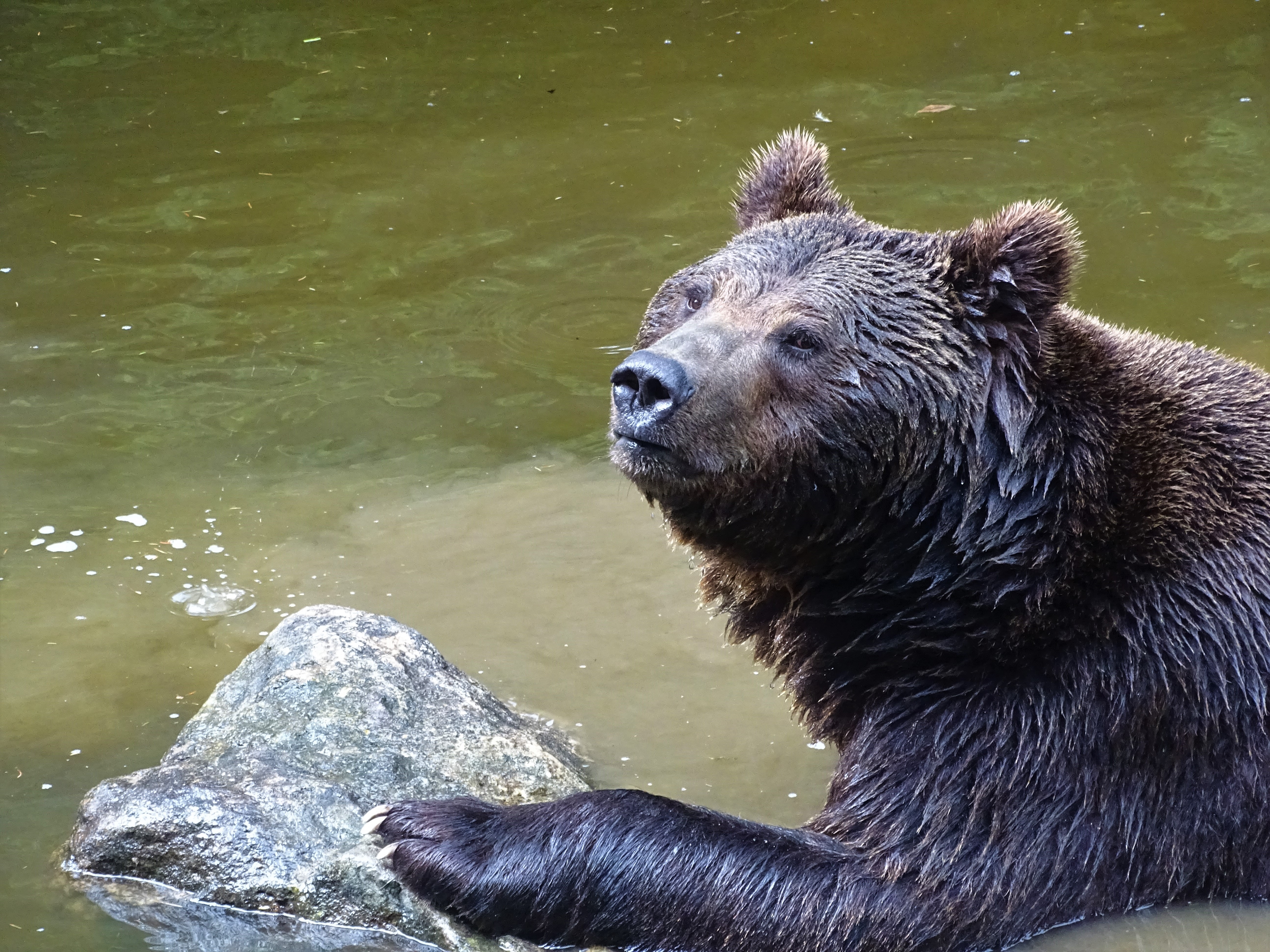 3_Braunbaer_Lusen_Nadia_Baumgart