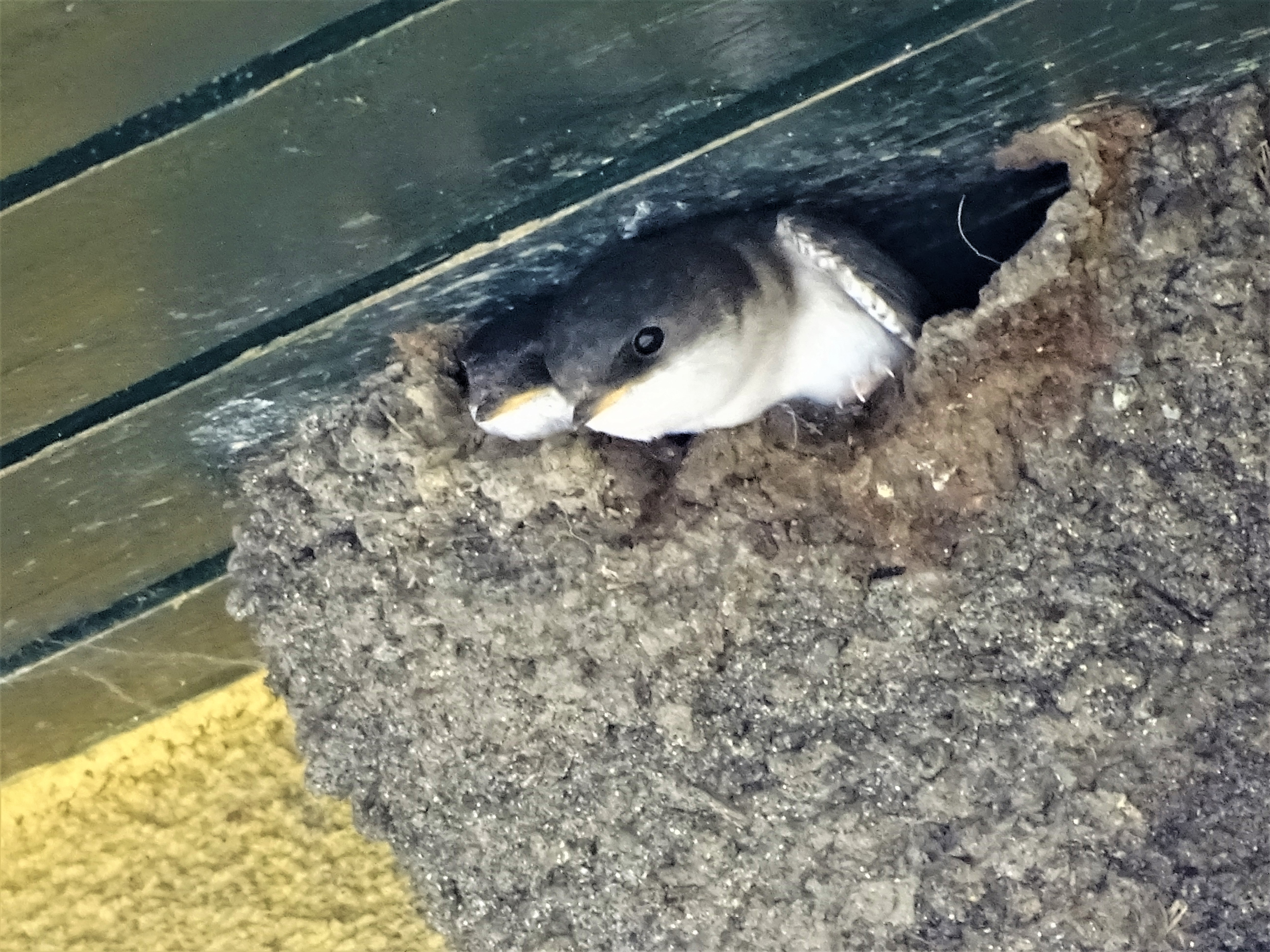 4_Mehlschwalbe_Sumava