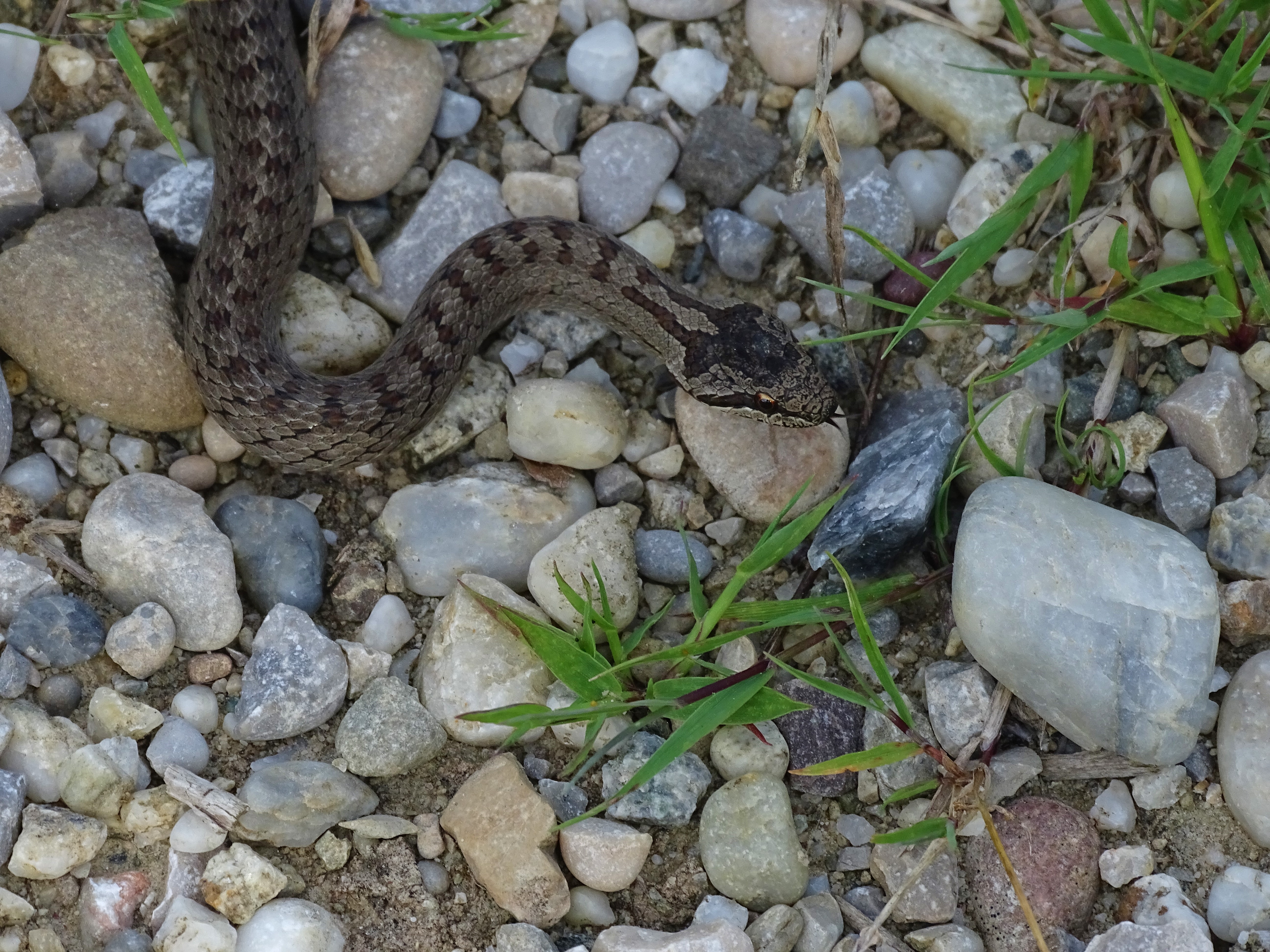 Schlingnatter und Schwalbenschwanz im Europareservat Unterer Inn