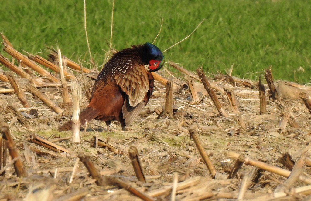 Wildes Rottal - Ein Fasan macht sich schön.
