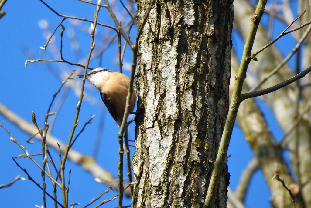 Kleiber an der Rott in Bad Birnbach