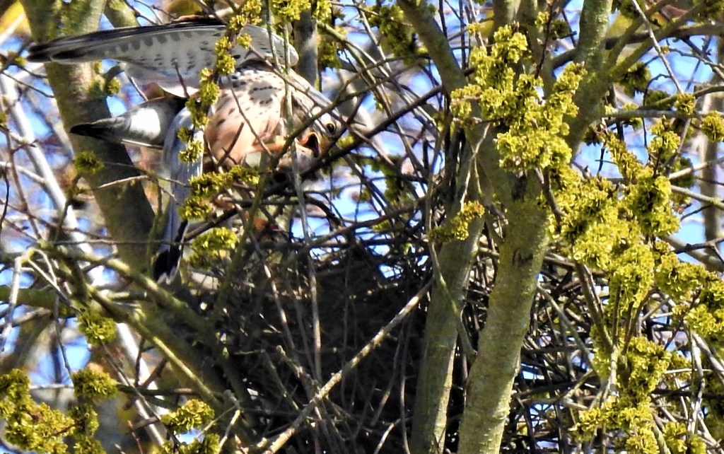 Falkennest - Vogelbeobachtung-in-Bad-Birnbach