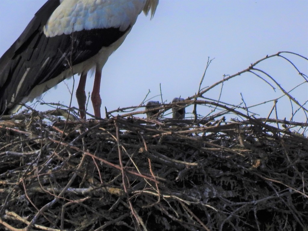 Birnbacher Storchennest
