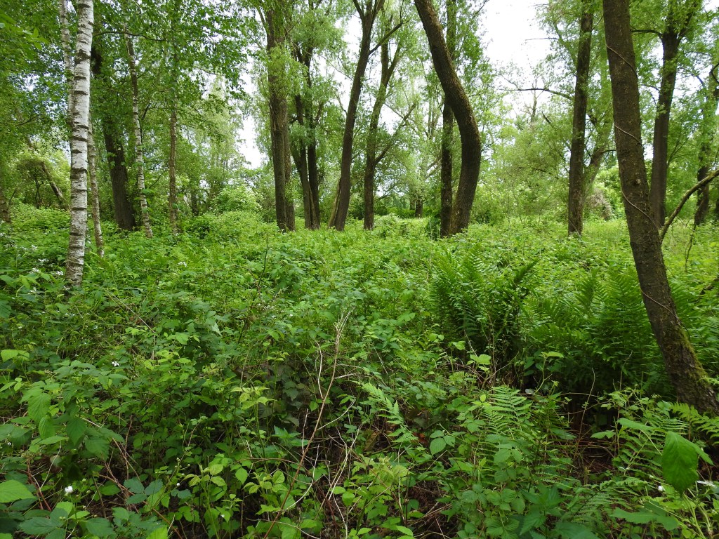 Das "Wilde Eck" ist ein kleiner Auwald in Bad Birnbach - Ein geschütztes Biotop.