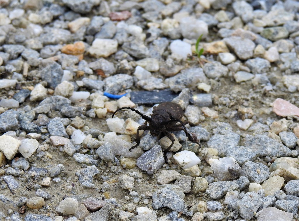 Weberbock in Bad Birnbach in der Nähe des Biotop-Auwaldes "Wildes Eck"