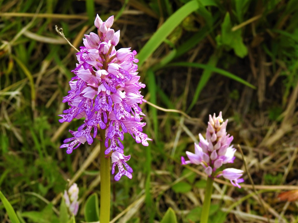 Helm-Knabenkraut am Inn