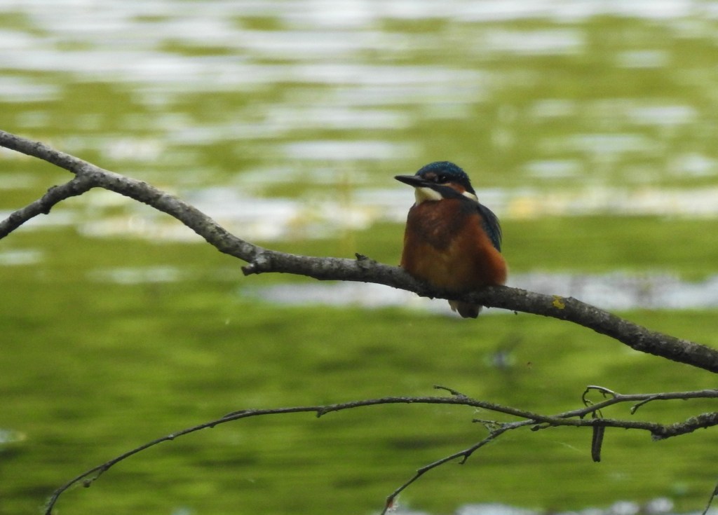 Eisvogel an der Rott