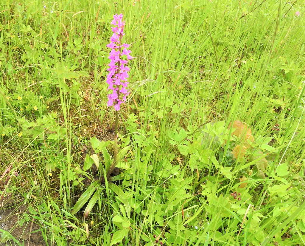 Knabenkraut im Sonnenwald