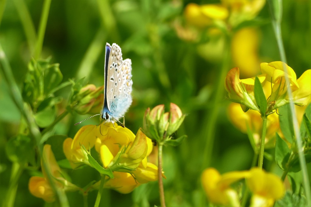 Hauhechel-Bläuling im Rottal