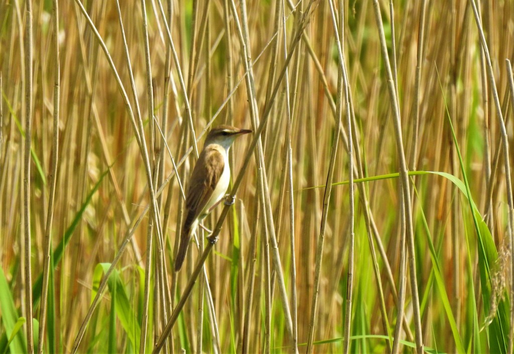 Rohrsänger am Unteren Inn