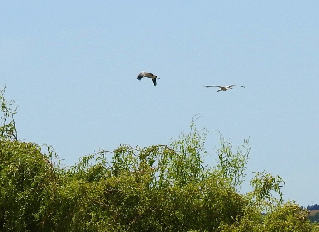 Der erste Flug der Birnbacher Jungstörche am 10. Juli 2020