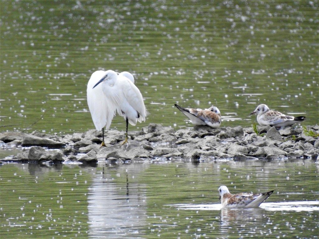 Seidenreiher am Rottauensee